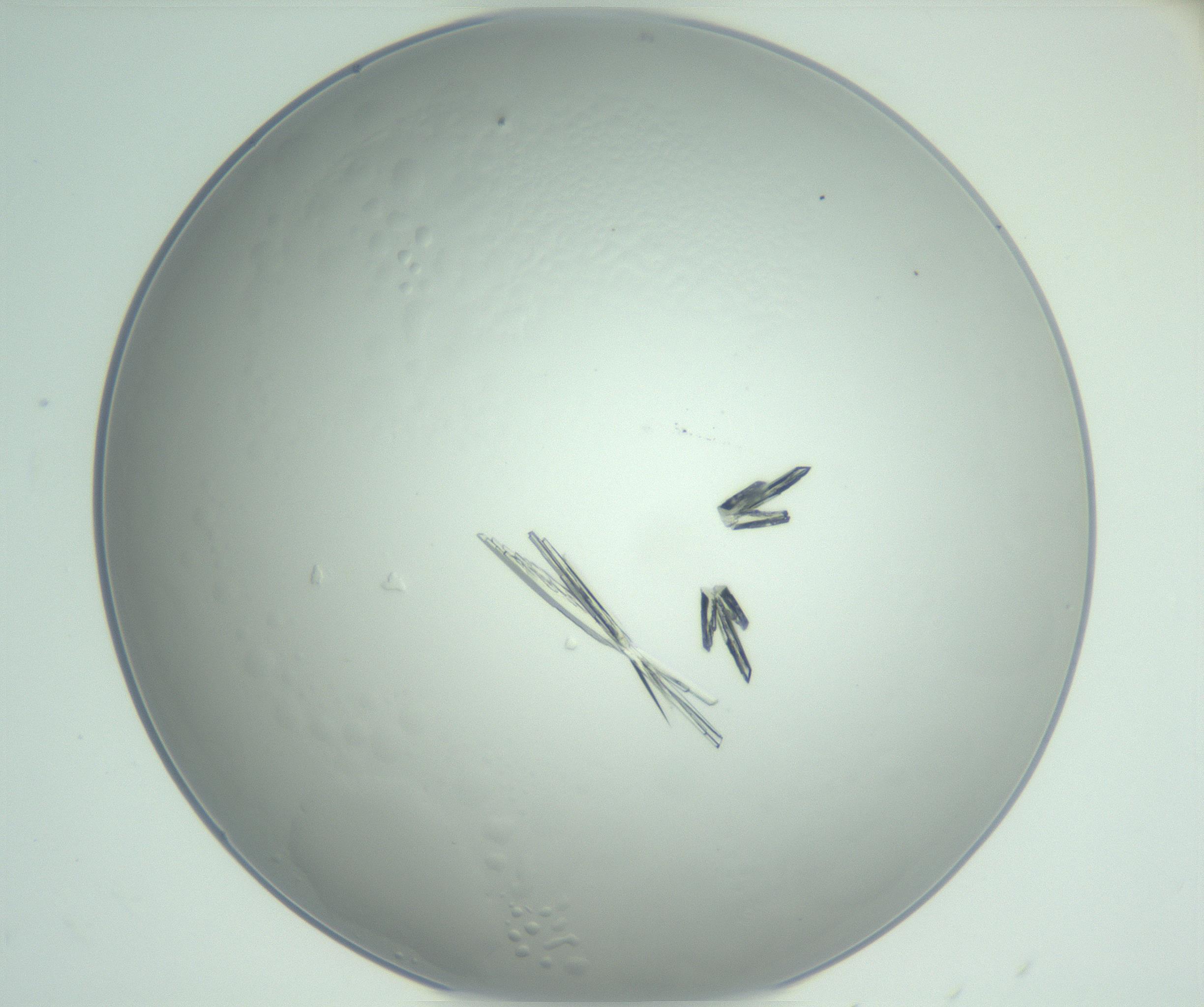 RI01_03_000_0212_Proj1_Clon1_MC_0000MC102948_002_161110_03_04_02_00_99_002_001_RAI.jpg