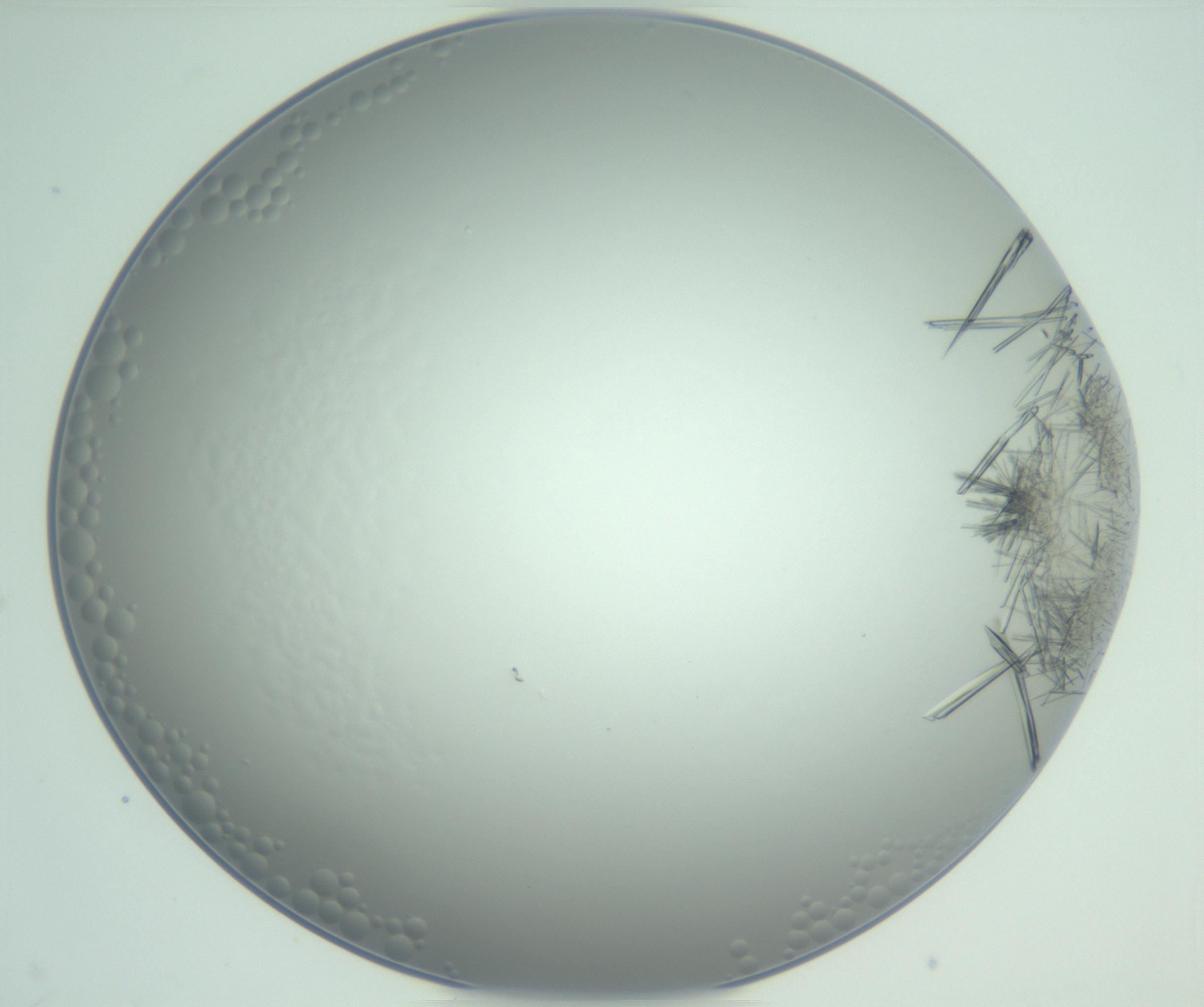 RI01_03_000_0212_Proj1_Clon1_MC_0000MC102948_002_161110_03_07_01_00_99_002_001_RAI.jpg