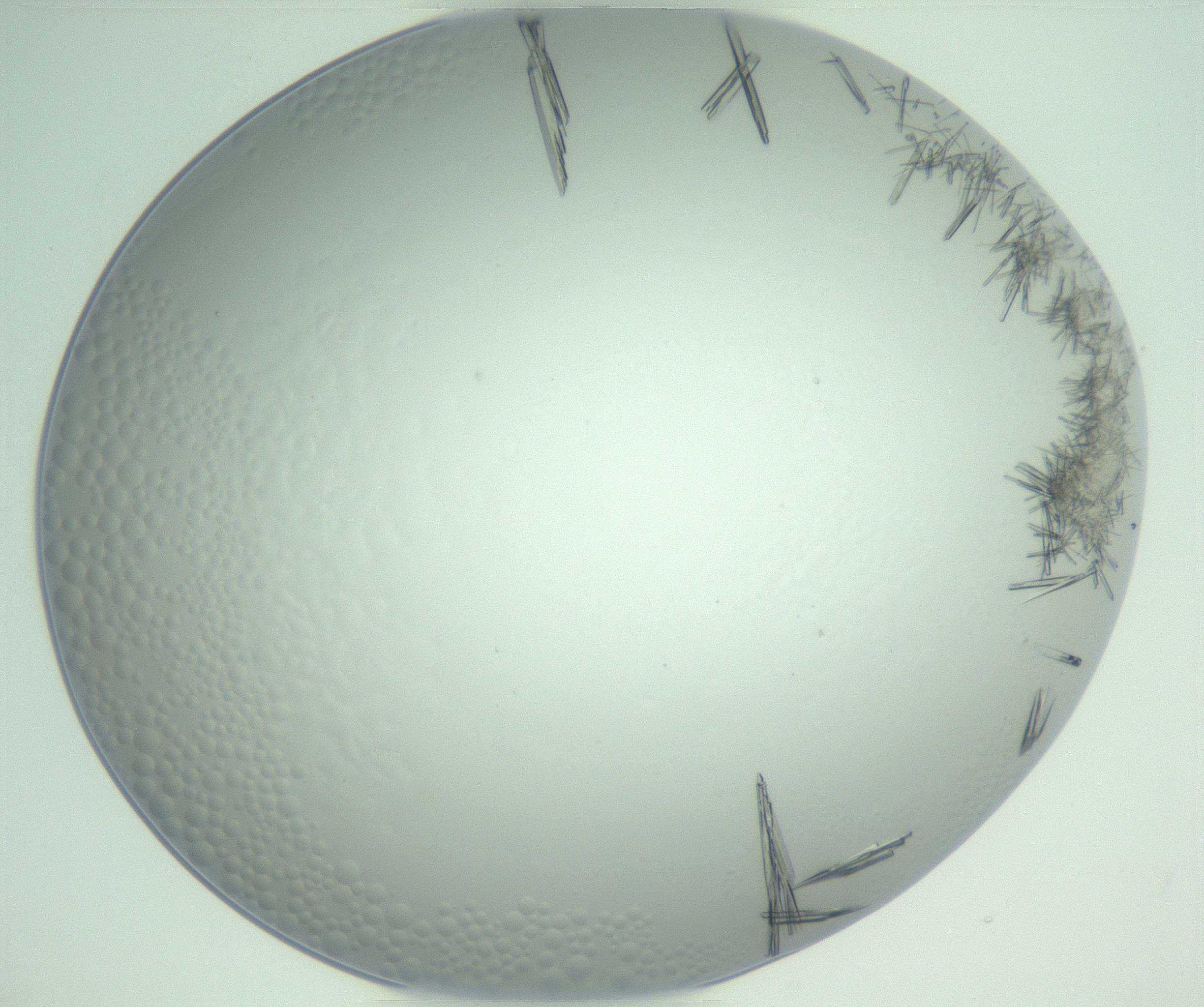 RI01_03_000_0212_Proj1_Clon1_MC_0000MC102948_002_161110_03_07_02_00_99_002_001_RAI.jpg