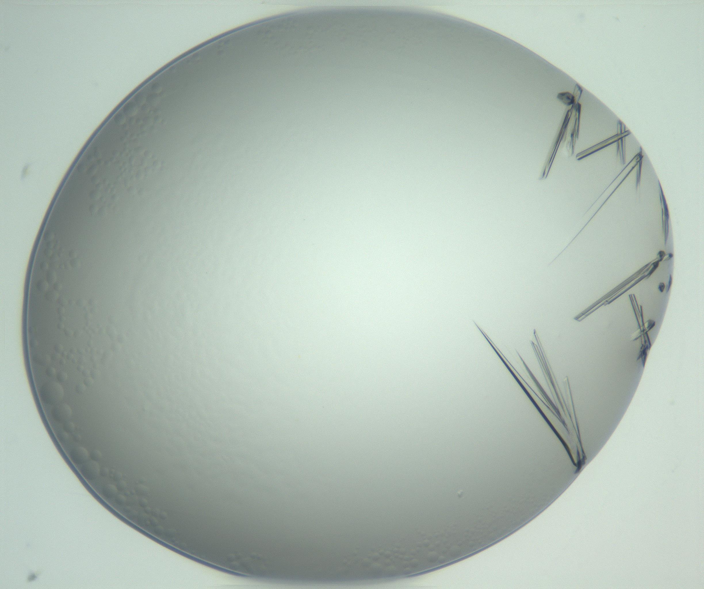 RI01_03_000_0212_Proj1_Clon1_MC_0000MC102948_002_161110_03_08_01_00_99_002_001_RAI.jpg