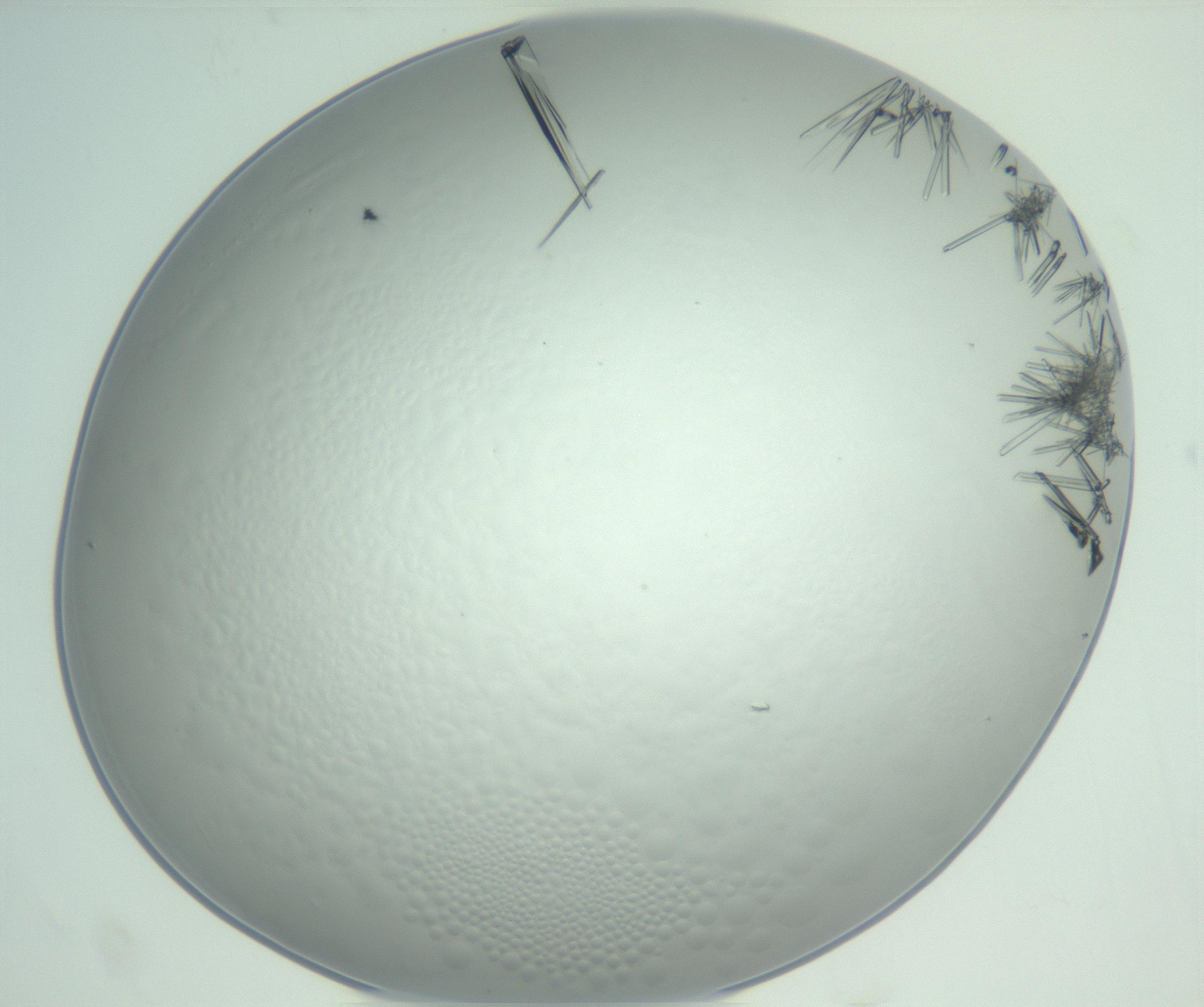 RI01_03_000_0212_Proj1_Clon1_MC_0000MC102948_002_161110_03_08_02_00_99_002_001_RAI.jpg