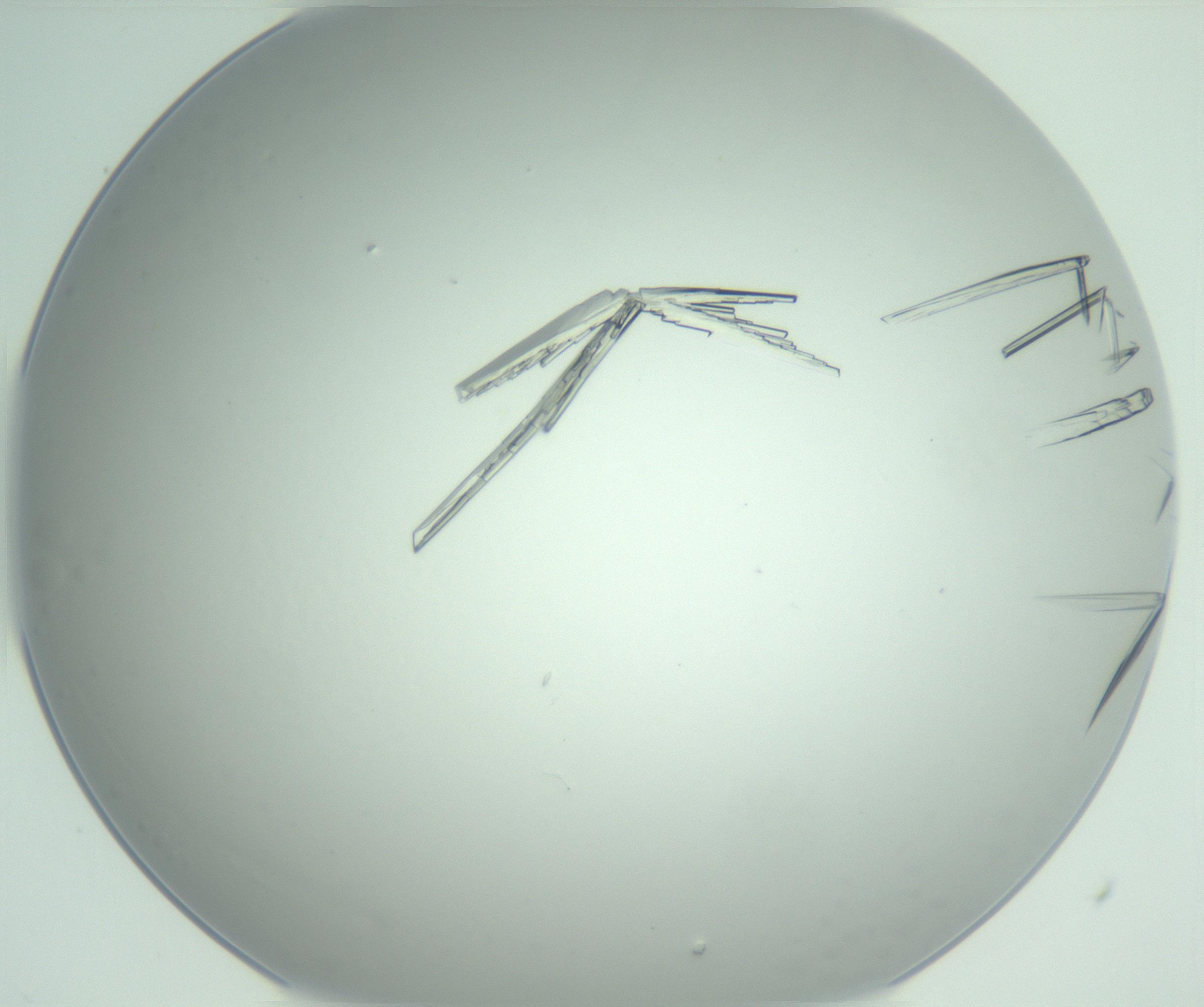 RI01_03_000_0212_Proj1_Clon1_MC_0000MC102948_002_161110_04_02_02_00_99_002_001_RAI.jpg