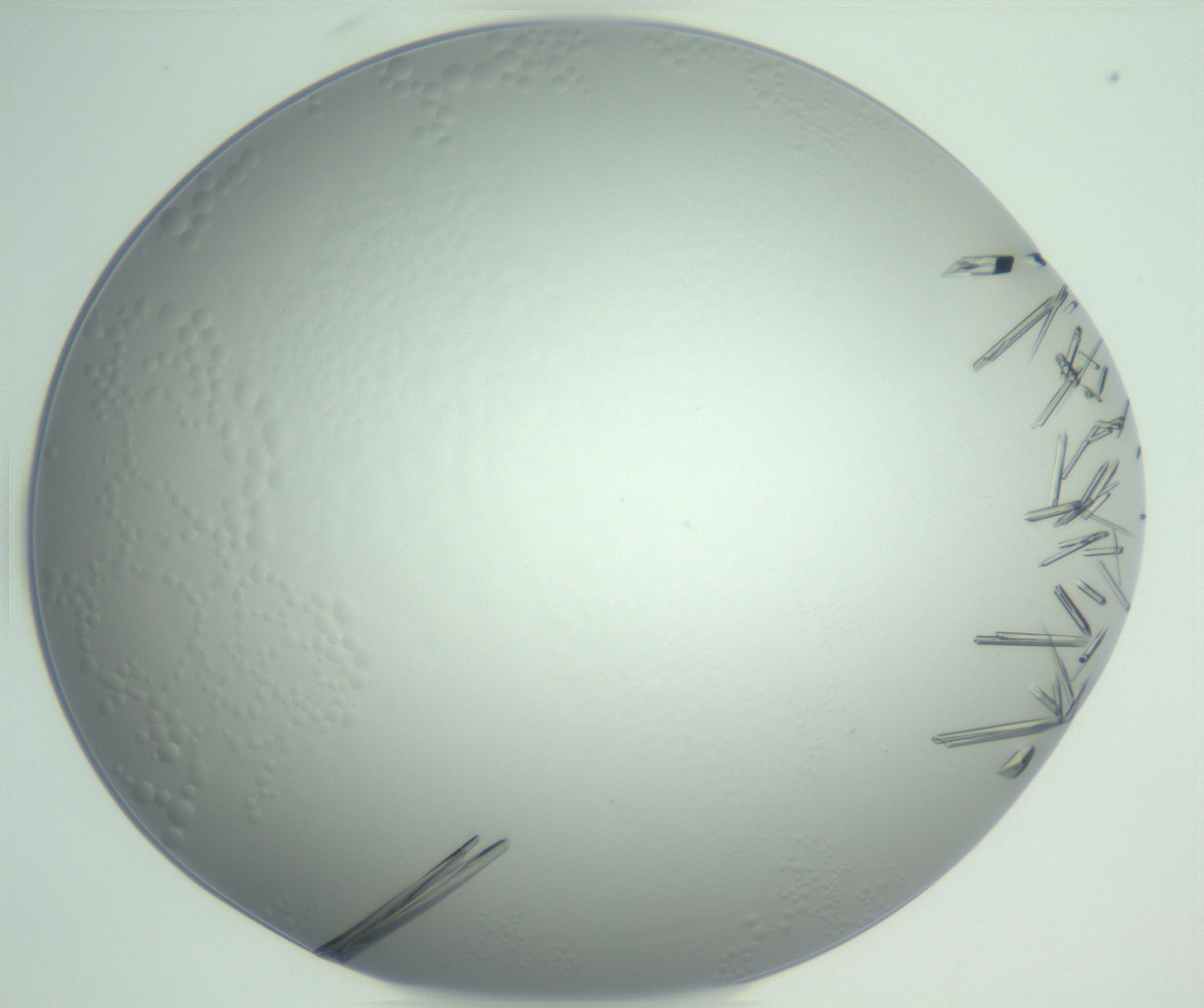 RI01_03_000_0212_Proj1_Clon1_MC_0000MC102948_002_161110_04_08_01_00_99_002_001_RAI.jpg