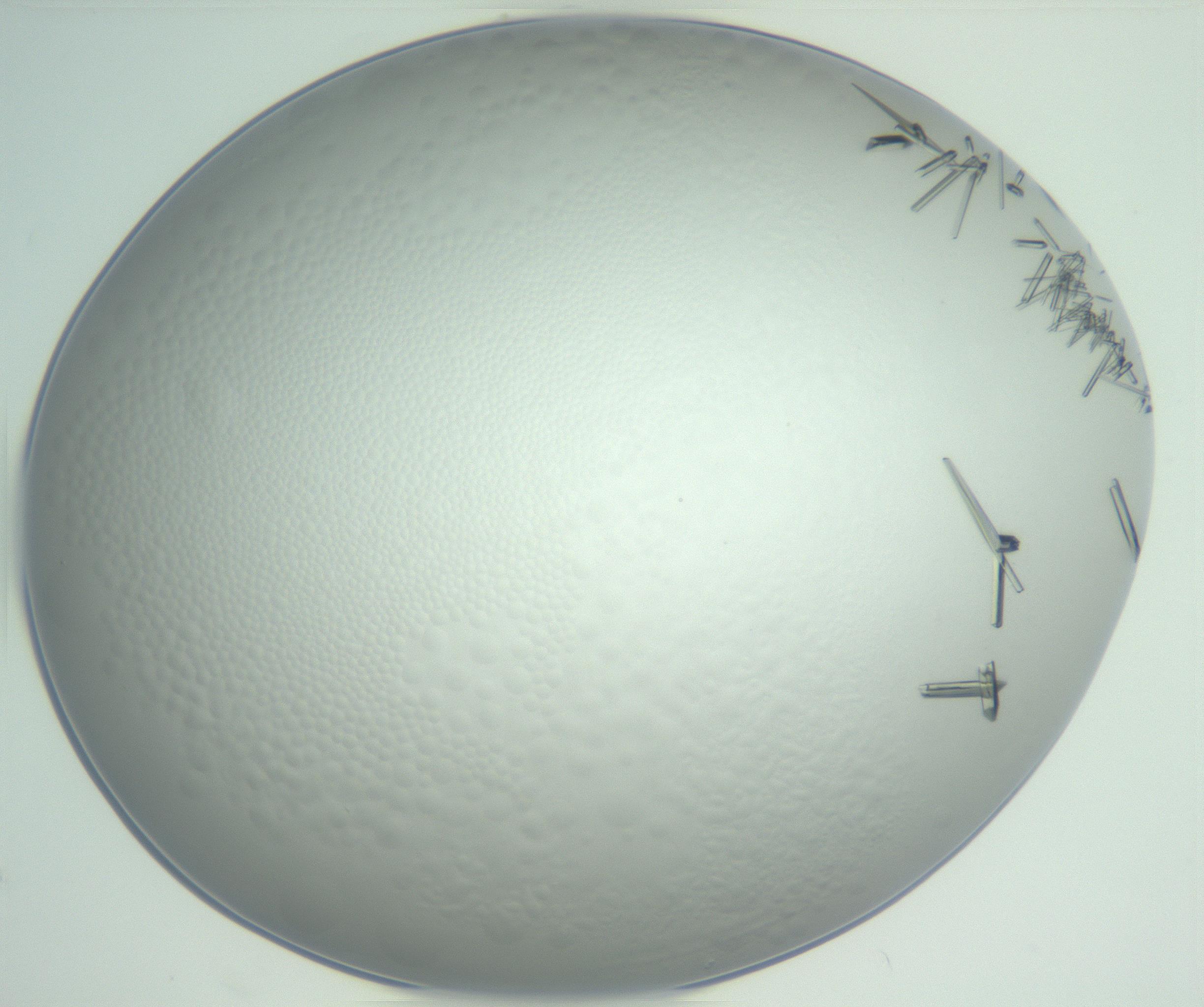 RI01_03_000_0212_Proj1_Clon1_MC_0000MC102948_002_161110_04_08_02_00_99_002_001_RAI.jpg