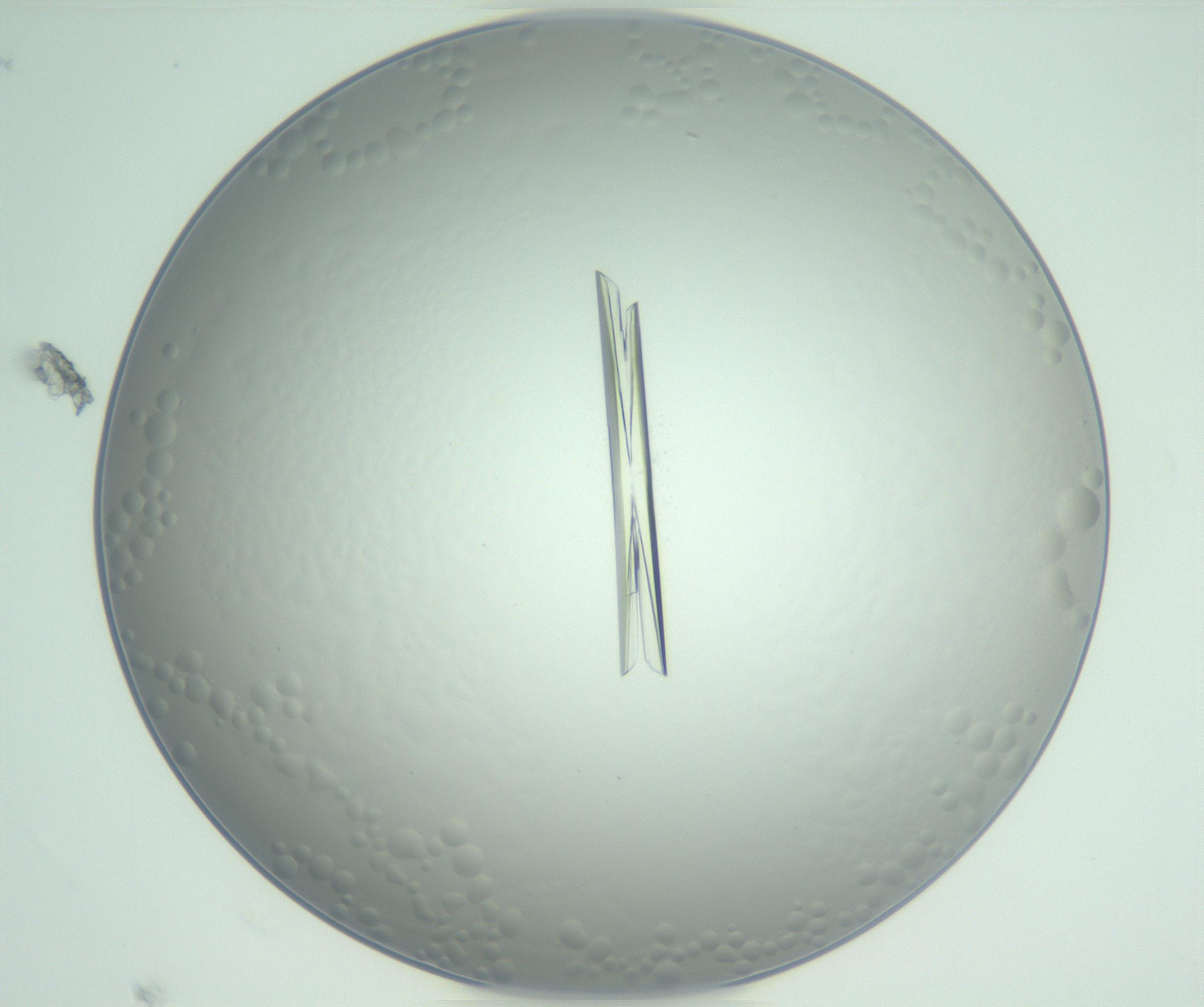 RI01_03_000_0212_Proj1_Clon1_MC_0000MC102948_002_161110_05_05_01_00_99_002_001_RAI.jpg