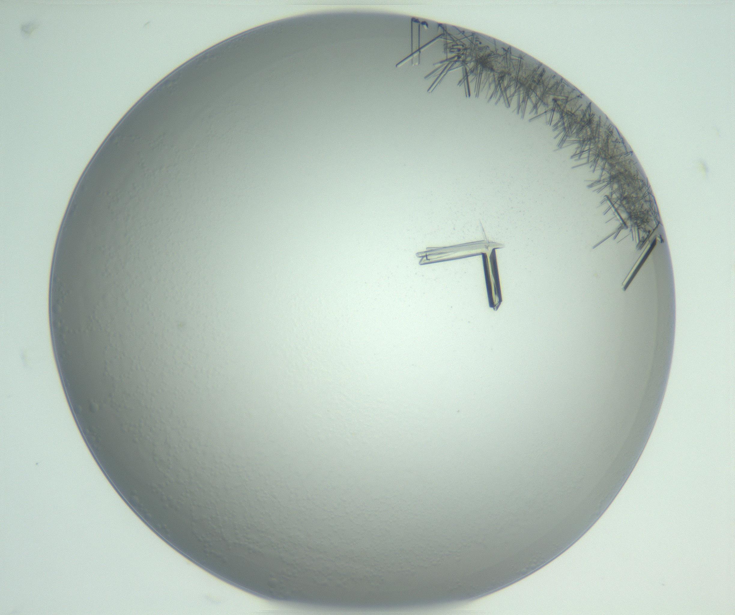 RI01_03_000_0212_Proj1_Clon1_MC_0000MC102948_002_161110_05_06_01_00_99_002_001_RAI.jpg