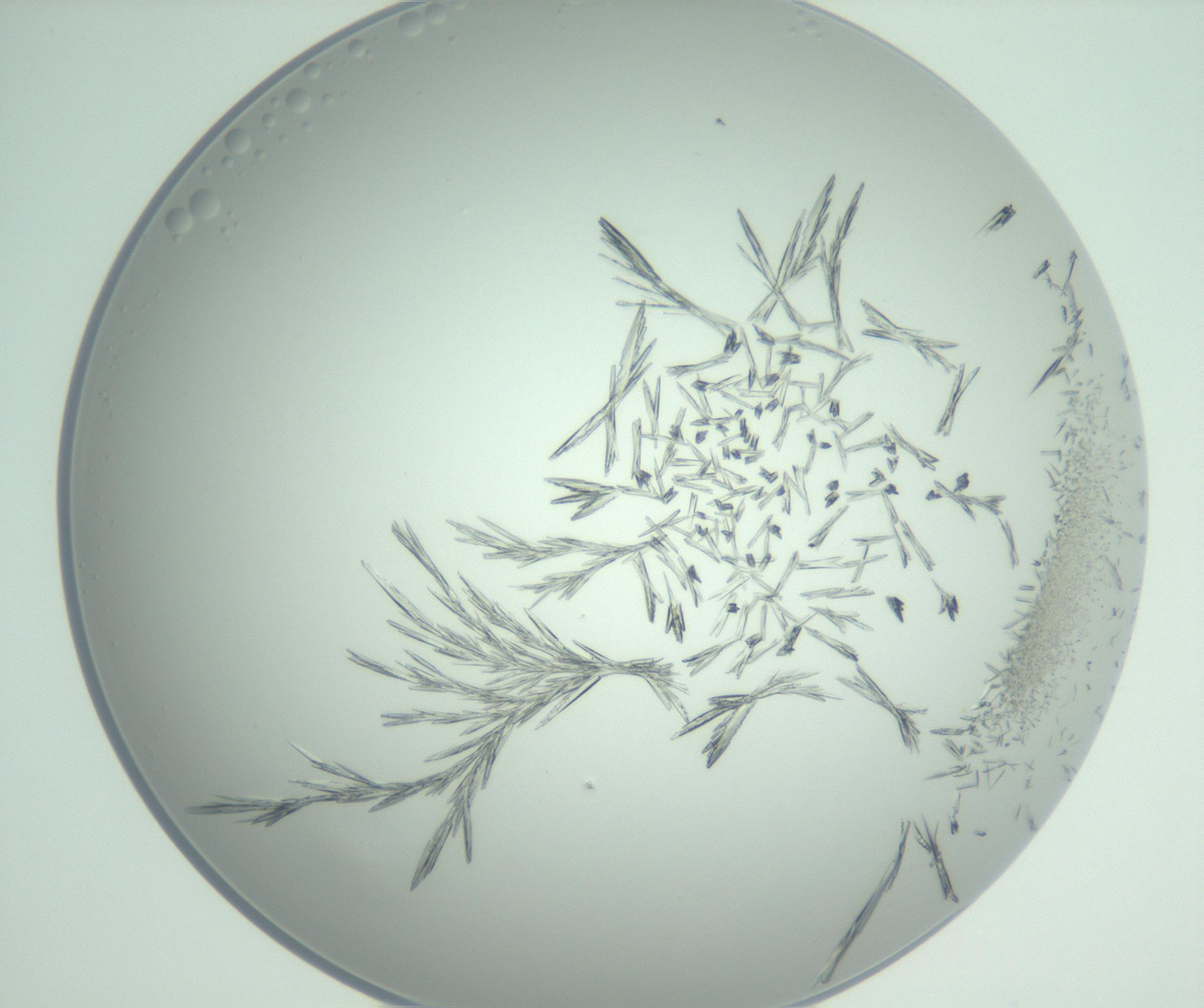RI01_03_000_0212_Proj1_Clon1_MC_0000MC102948_002_161110_05_07_01_00_99_002_001_RAI.jpg