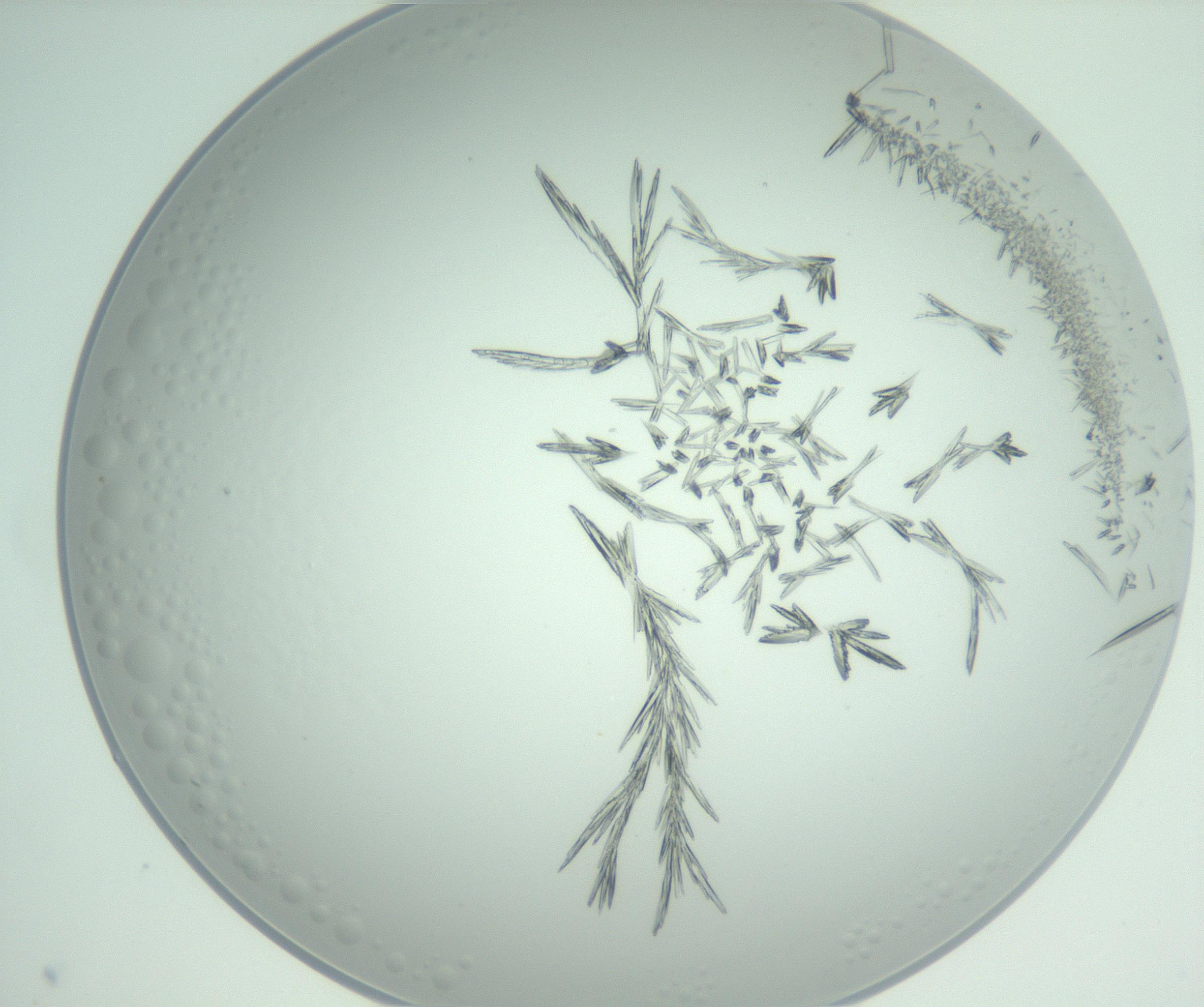 RI01_03_000_0212_Proj1_Clon1_MC_0000MC102948_002_161110_05_07_02_00_99_002_001_RAI.jpg