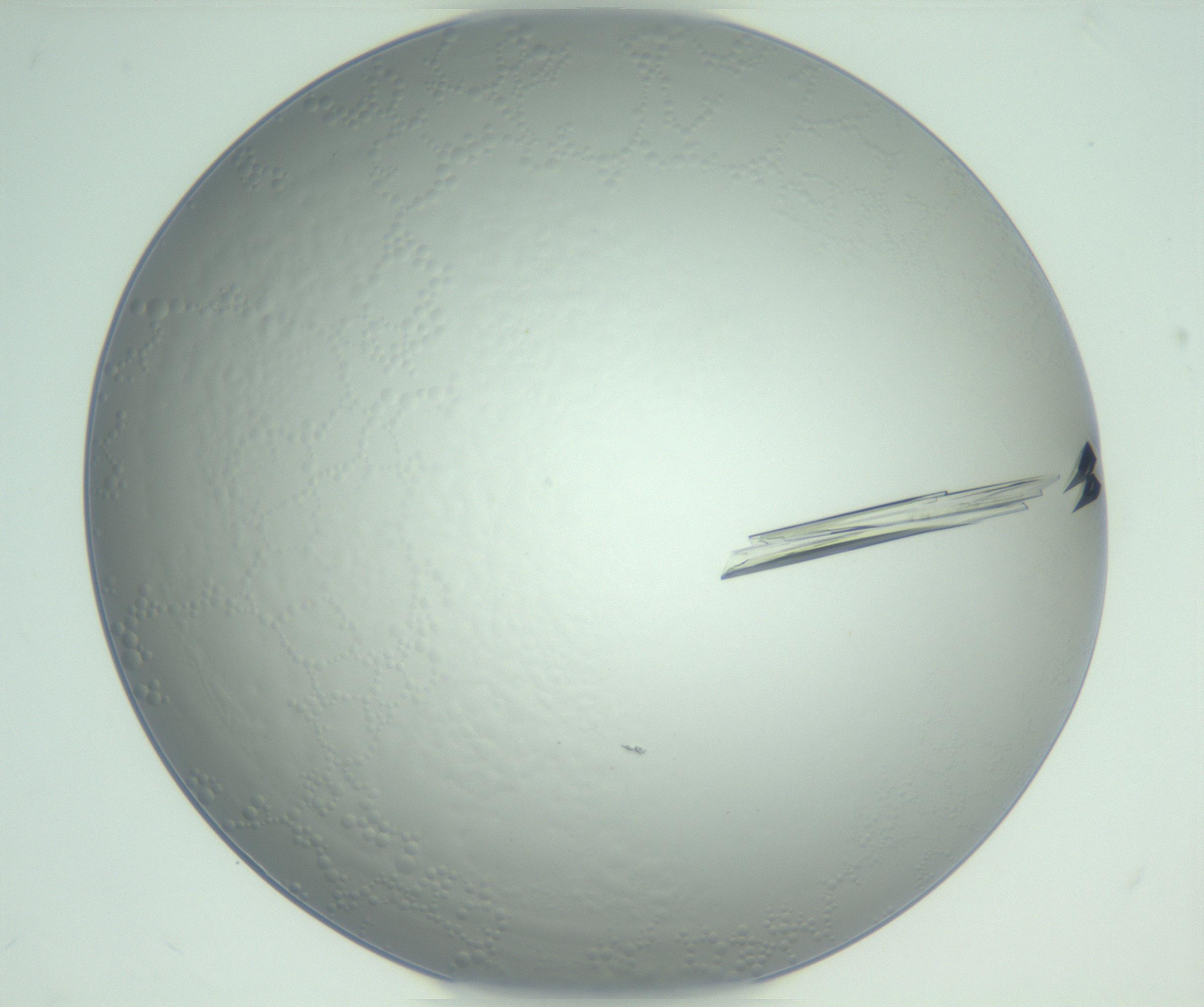 RI01_03_000_0212_Proj1_Clon1_MC_0000MC102948_002_161110_06_06_01_00_99_002_001_RAI.jpg
