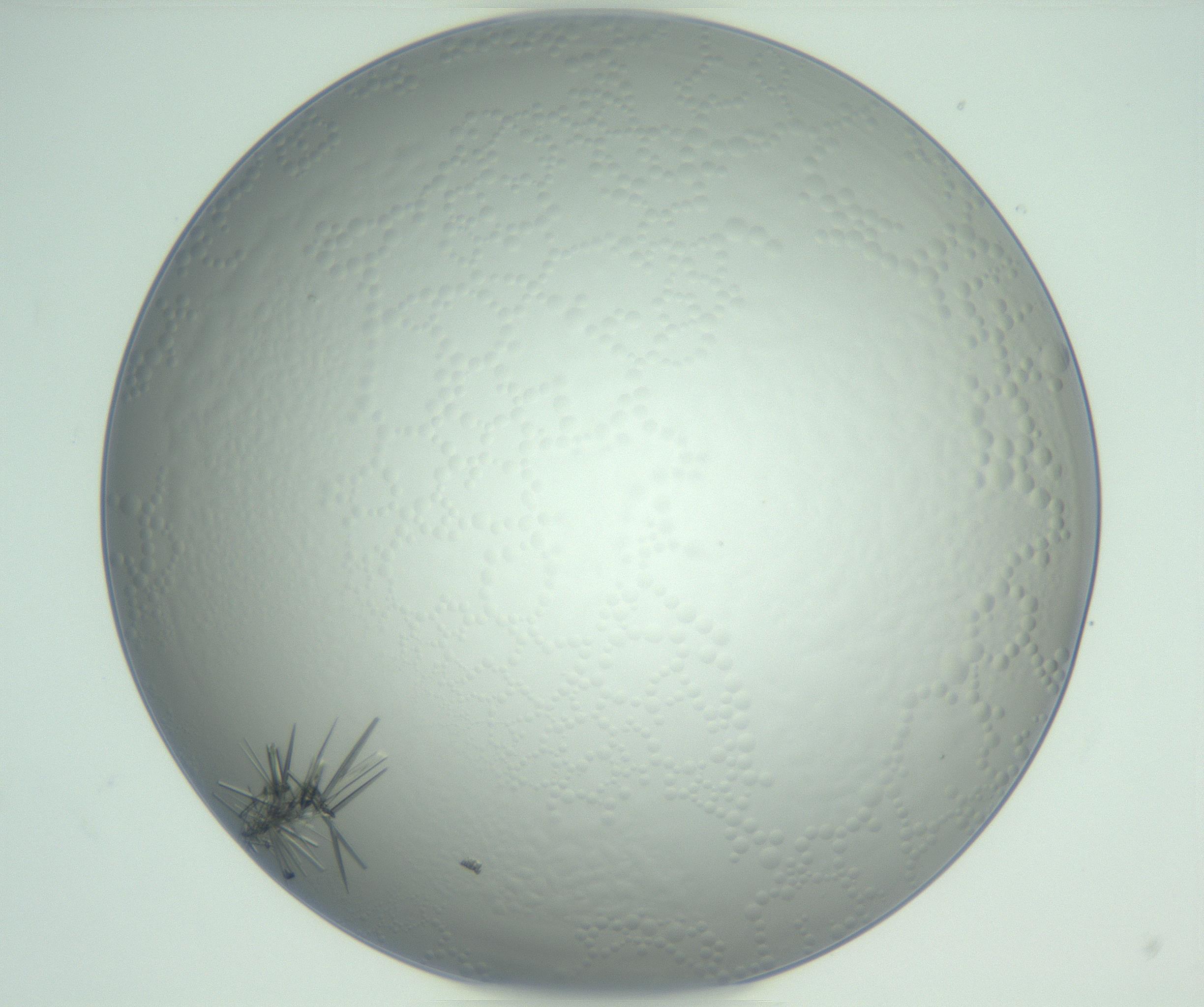 RI01_03_000_0212_Proj1_Clon1_MC_0000MC102948_002_161110_07_06_01_00_99_002_001_RAI.jpg