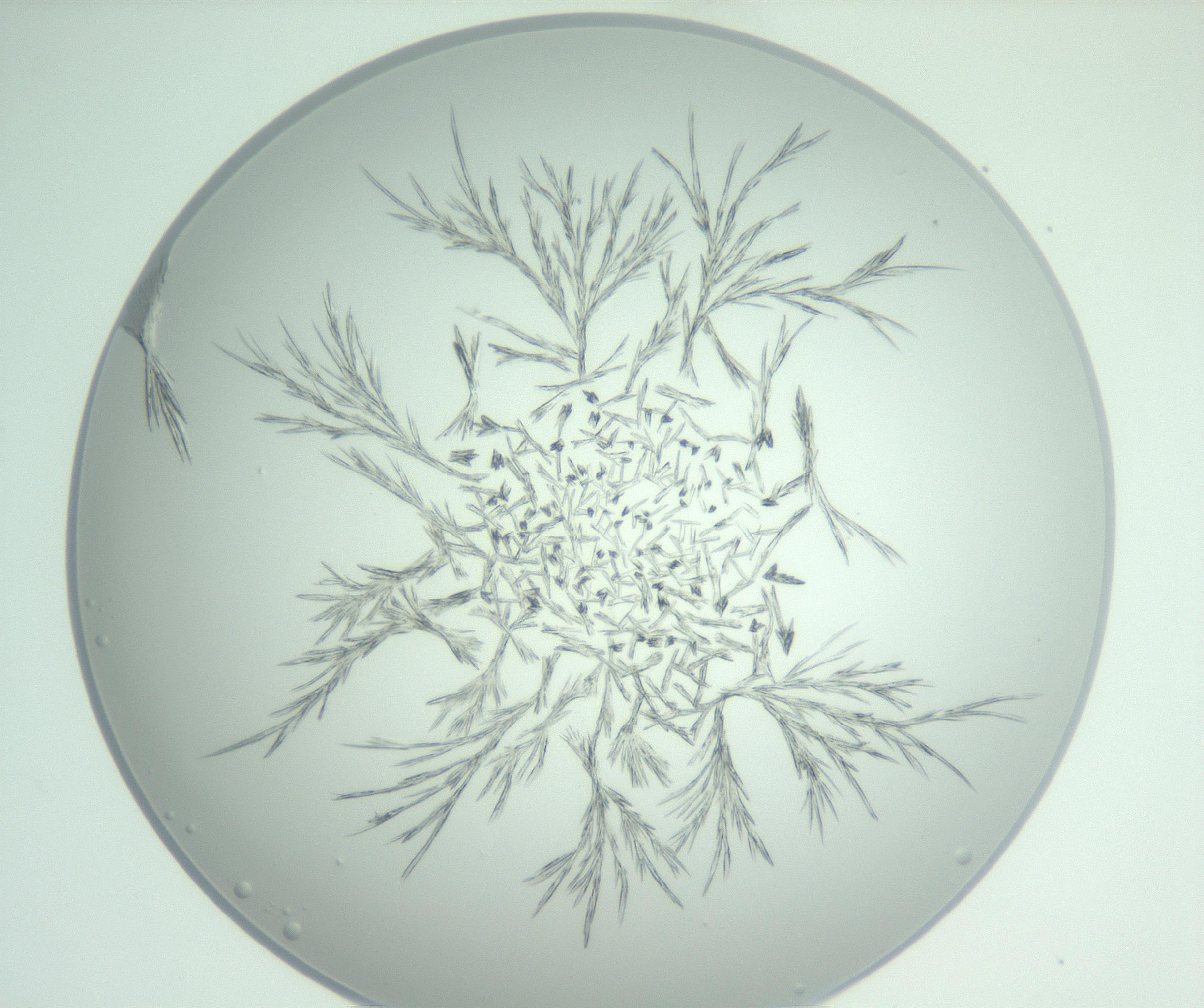 RI01_03_000_0212_Proj1_Clon1_MC_0000MC102948_002_161110_08_04_01_00_99_002_001_RAI.jpg