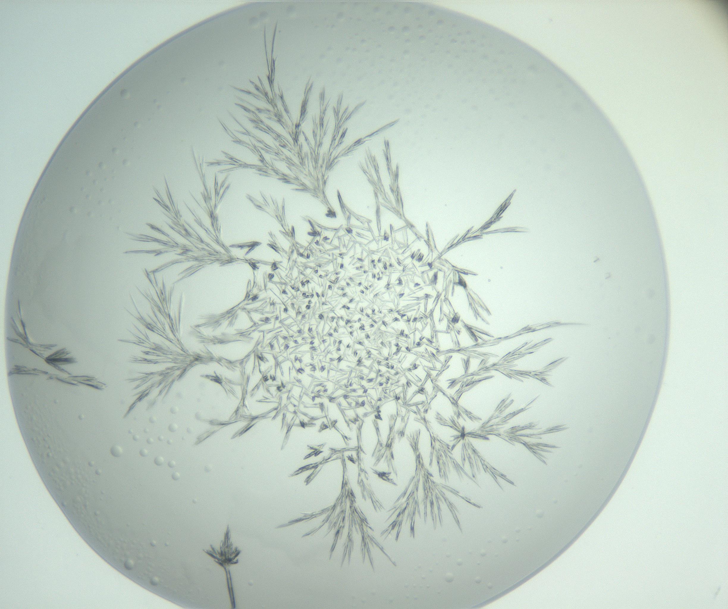 RI01_03_000_0212_Proj1_Clon1_MC_0000MC102948_002_161110_08_04_02_00_99_002_001_RAI.jpg