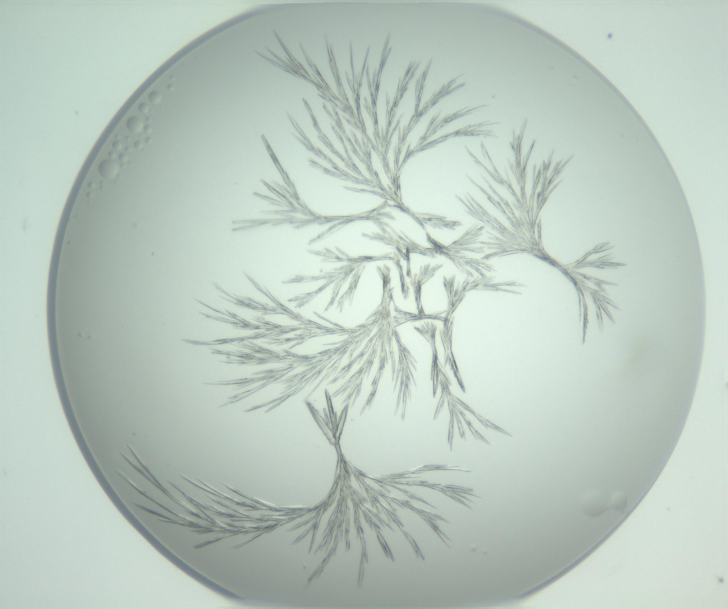 RI01_03_000_0212_Proj1_Clon1_MC_0000MC102948_002_161110_08_08_01_00_99_002_001_RAI.jpg
