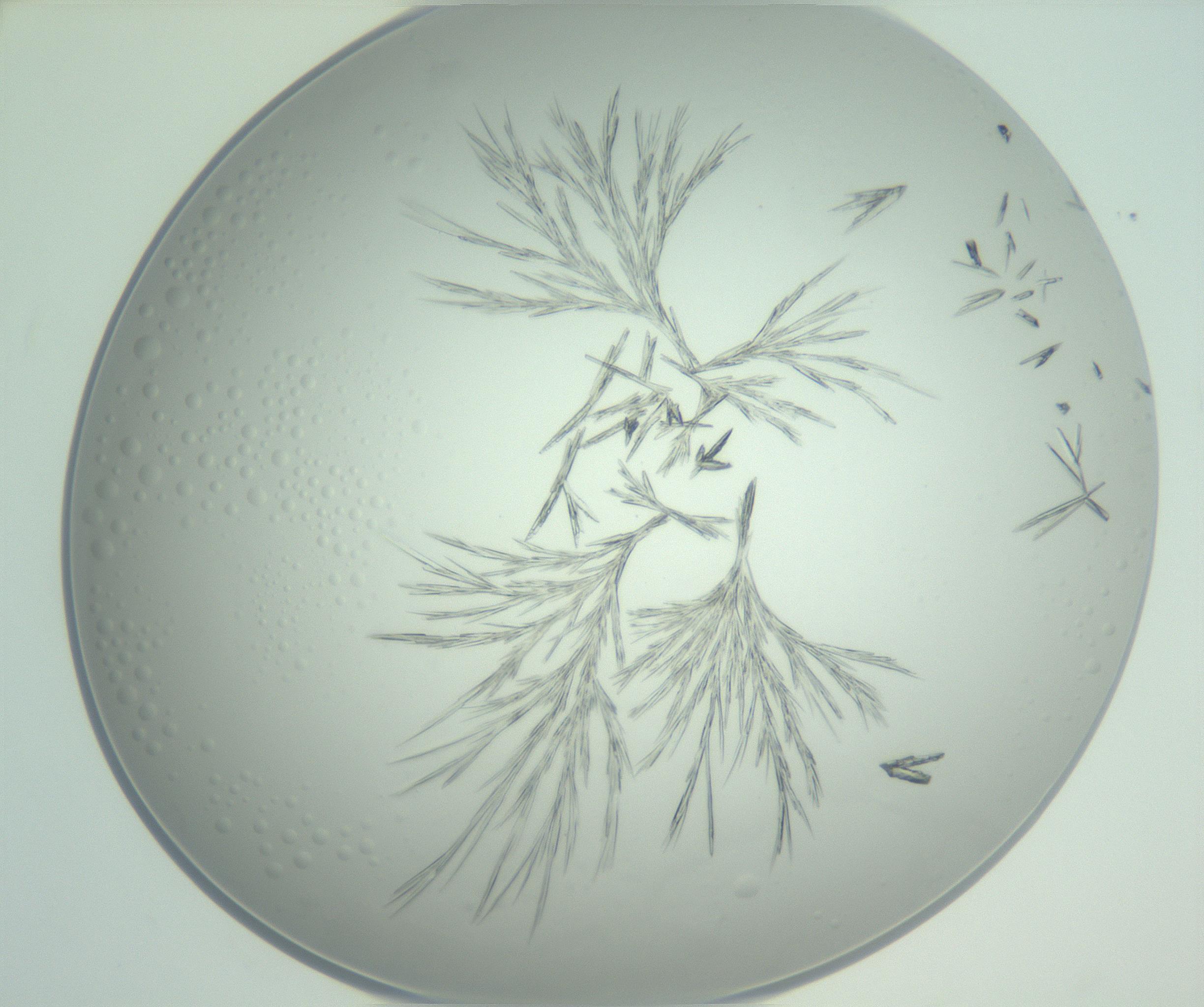 RI01_03_000_0212_Proj1_Clon1_MC_0000MC102948_002_161110_08_08_02_00_99_002_001_RAI.jpg