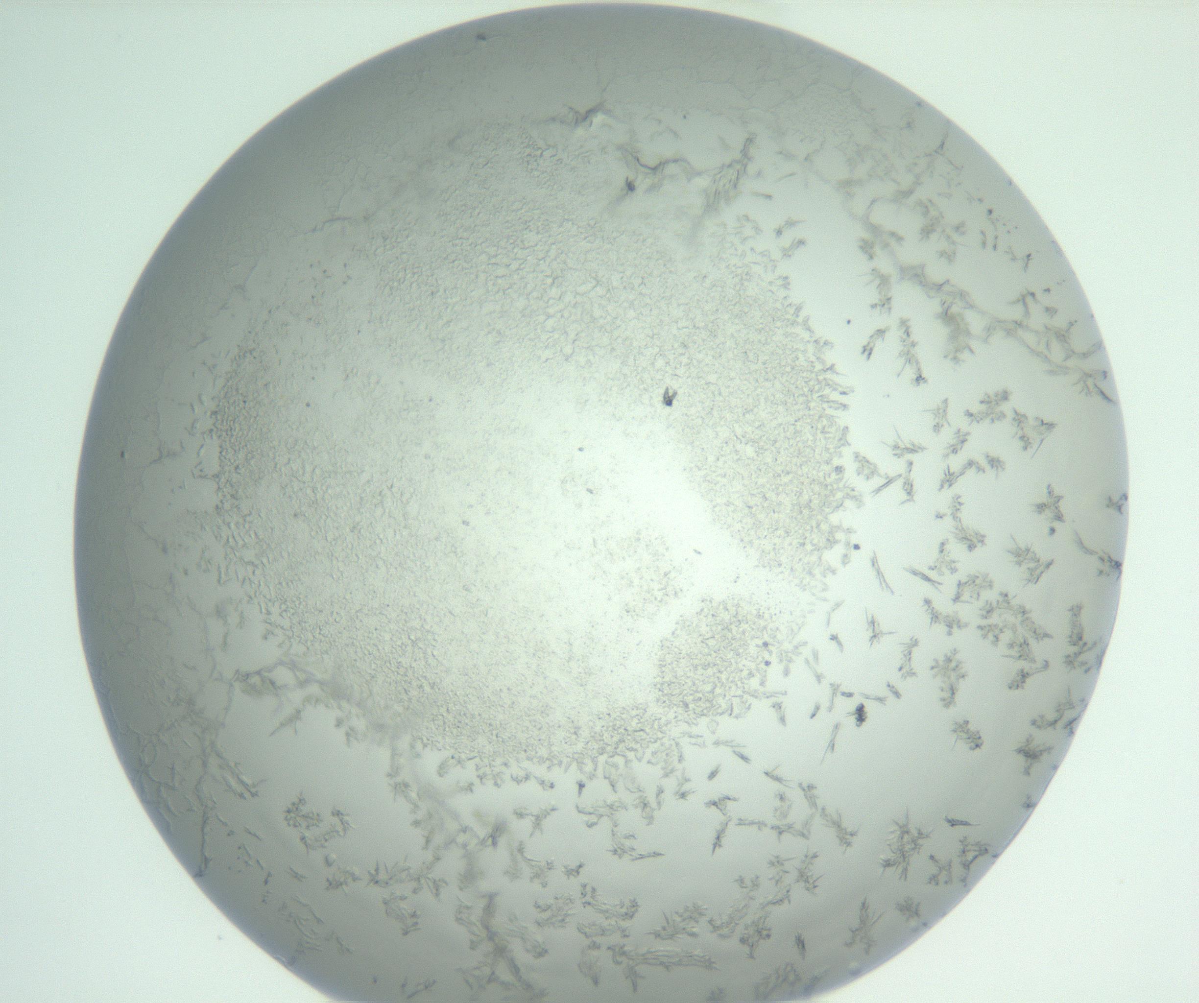 RI01_03_000_0212_Proj1_Clon1_MC_0000MC102948_002_161110_09_04_01_00_99_002_001_RAI.jpg