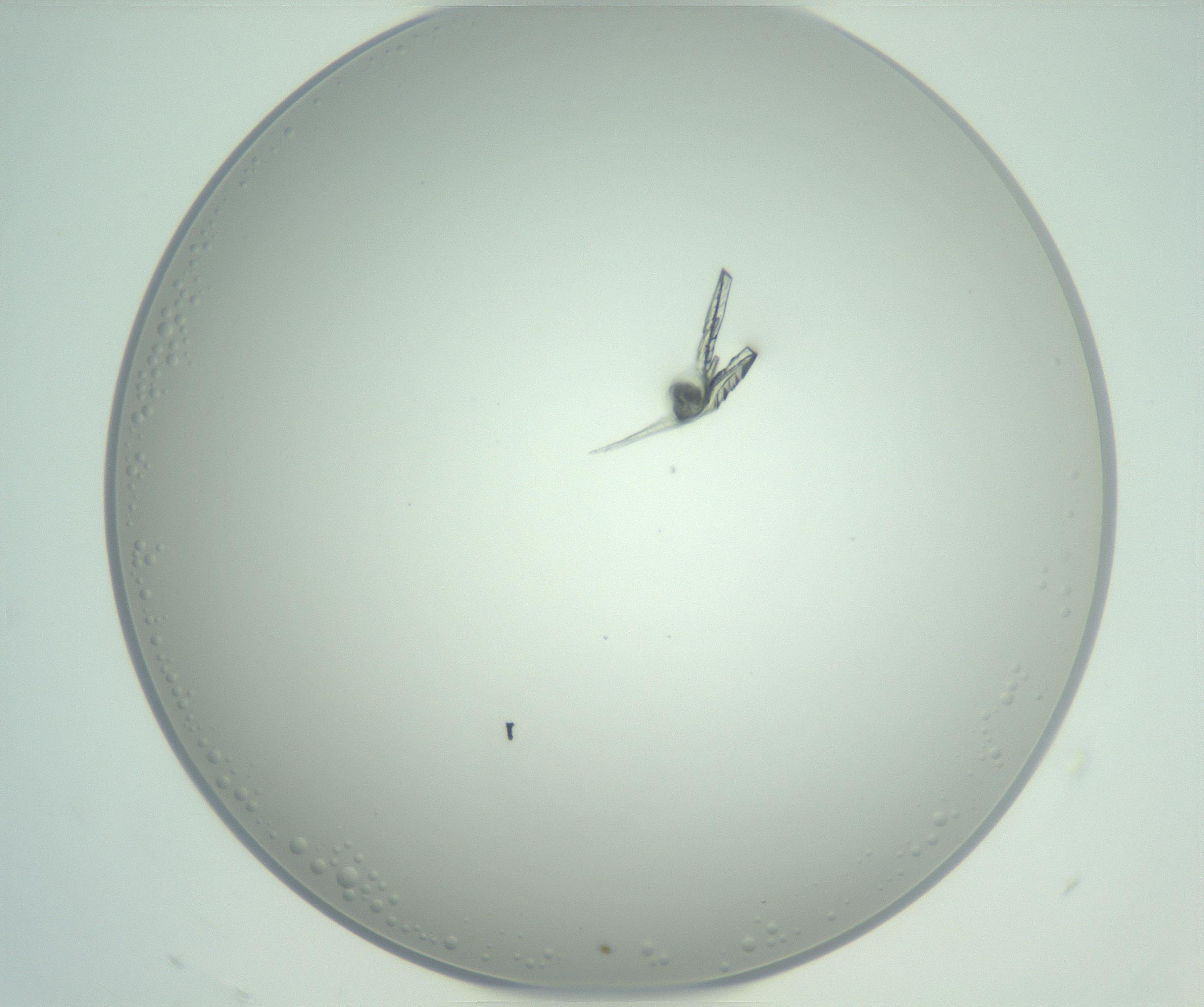 RI01_03_000_0212_Proj1_Clon1_MC_0000MC102948_002_161110_12_03_01_00_99_002_001_RAI.jpg