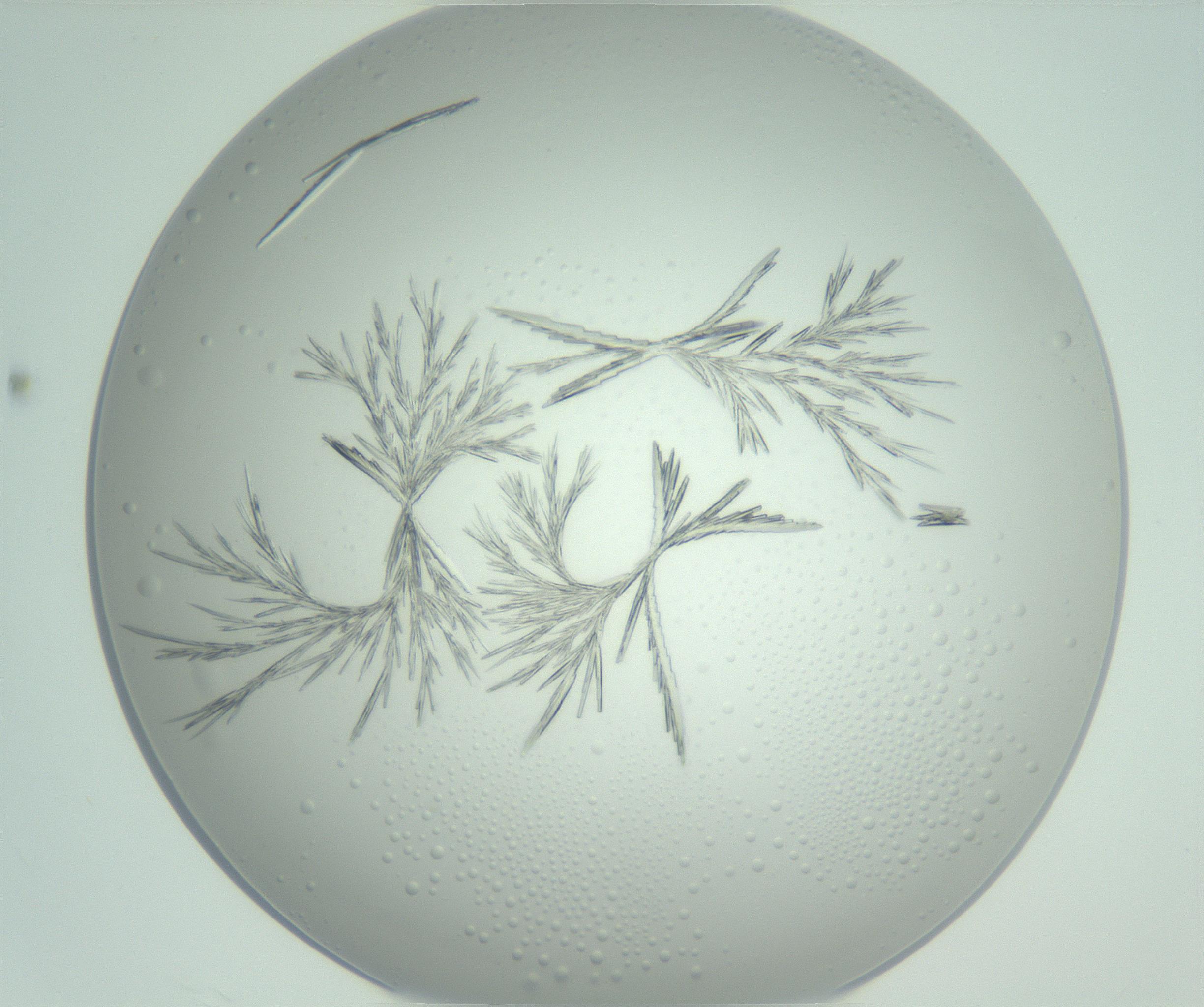 RI01_03_000_0212_Proj1_Clon1_MC_0000MC102948_002_161110_12_03_02_00_99_002_001_RAI.jpg