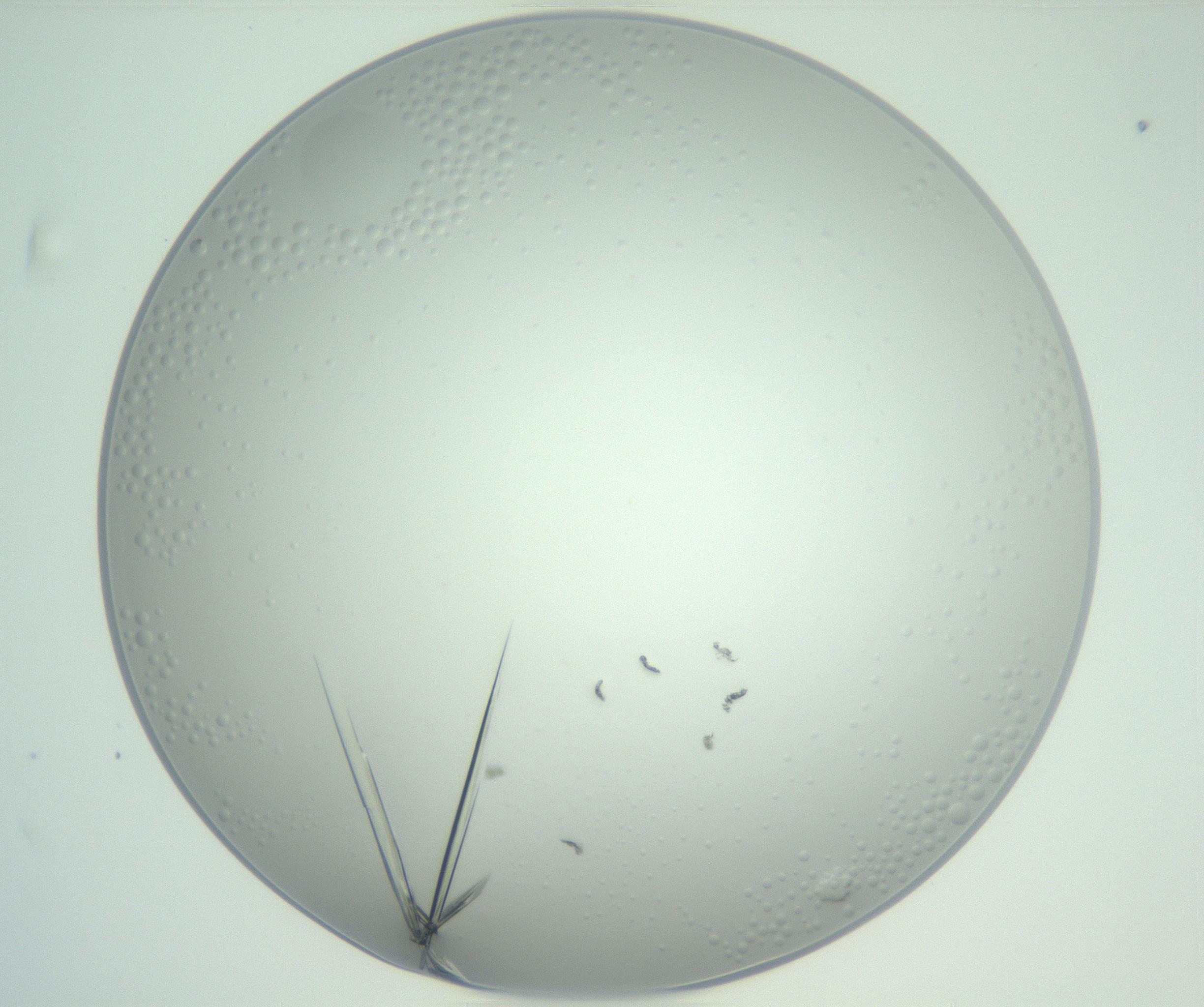 RI01_03_000_0212_Proj1_Clon1_MC_0000MC102948_002_161110_12_04_01_00_99_002_001_RAI.jpg
