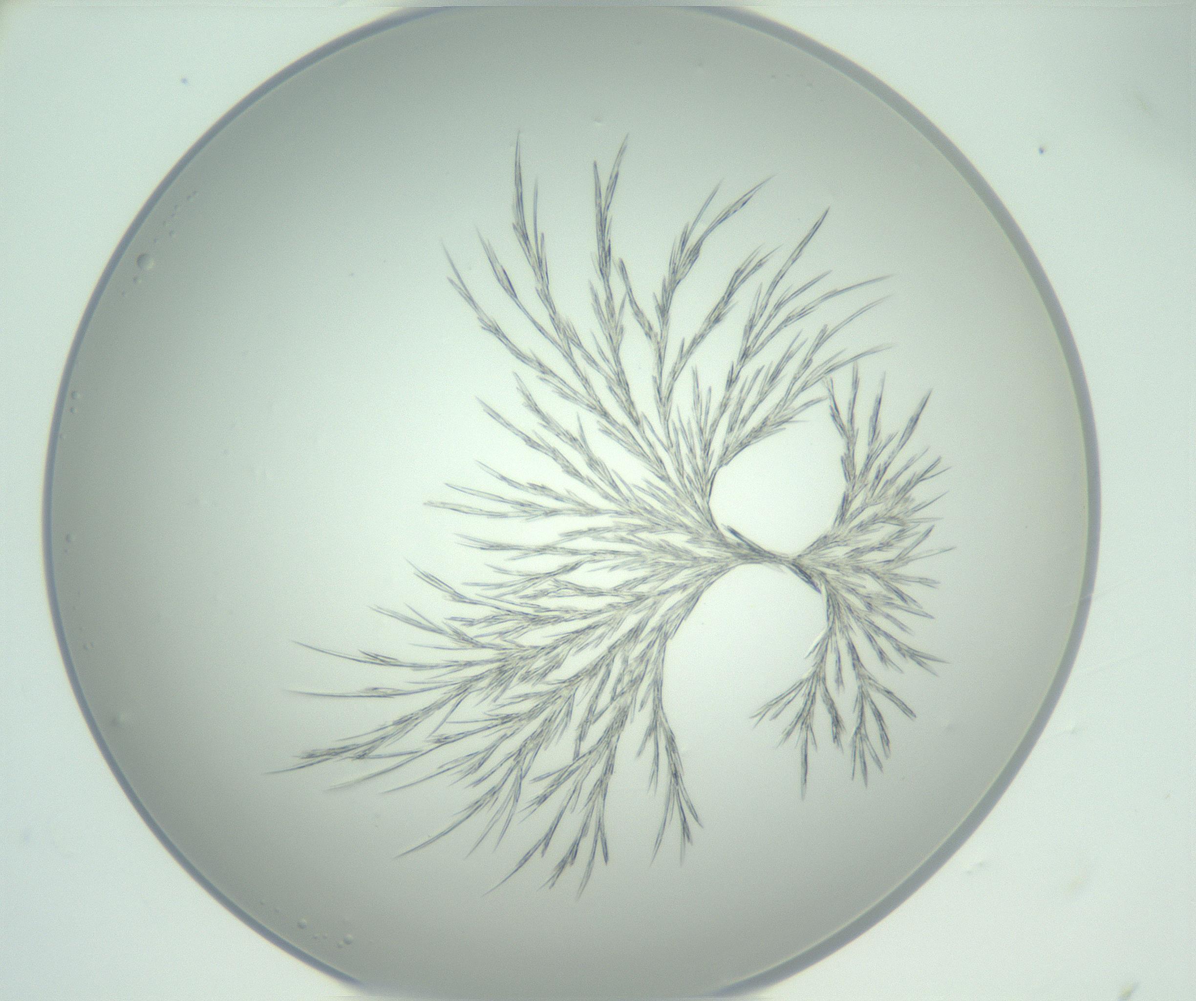 RI01_03_000_0212_Proj1_Clon1_MC_0000MC102948_002_161110_12_05_01_00_99_002_001_RAI.jpg