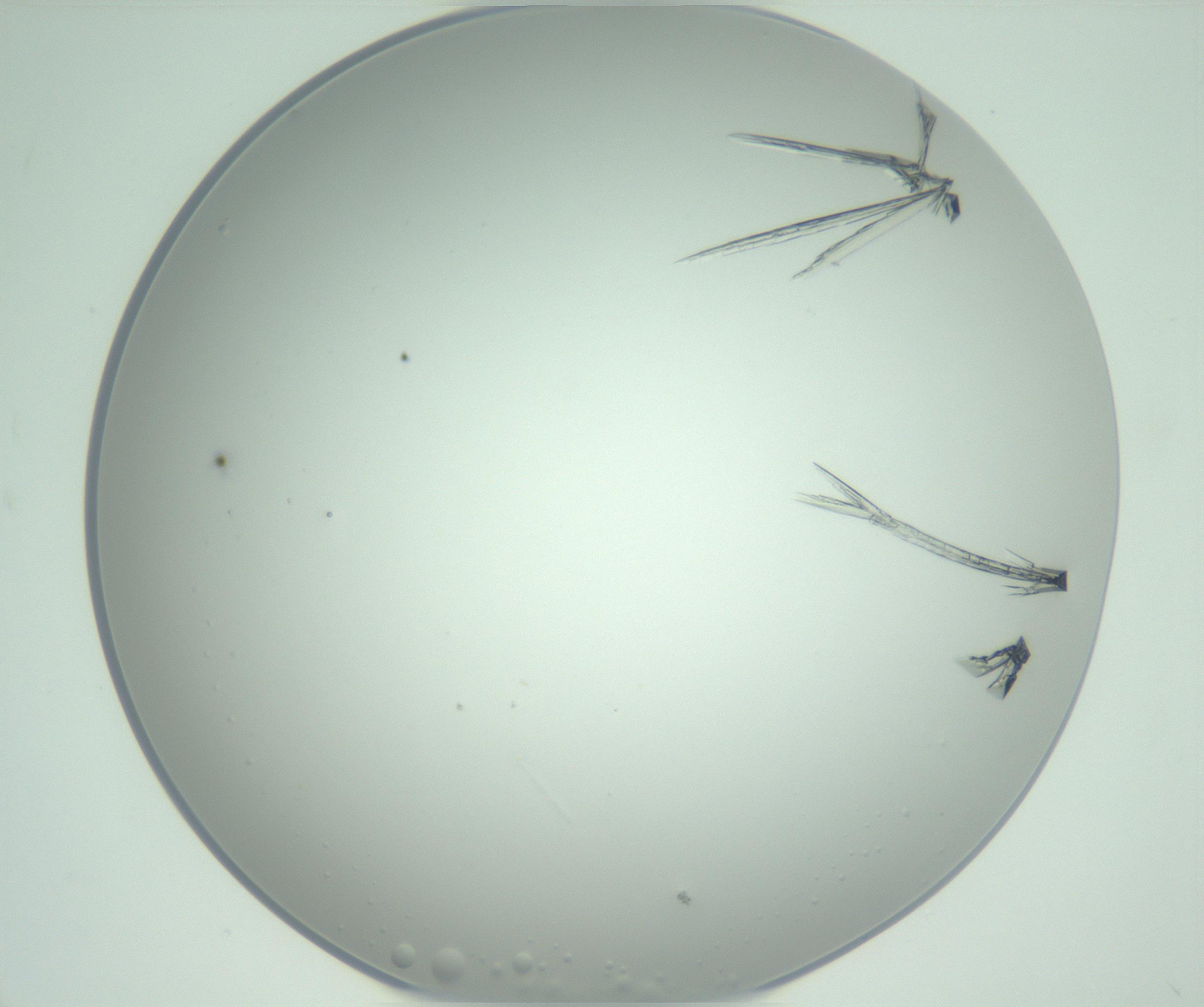 RI01_03_000_0212_Proj1_Clon1_MC_0000MC102948_002_161110_12_06_01_00_99_002_001_RAI.jpg