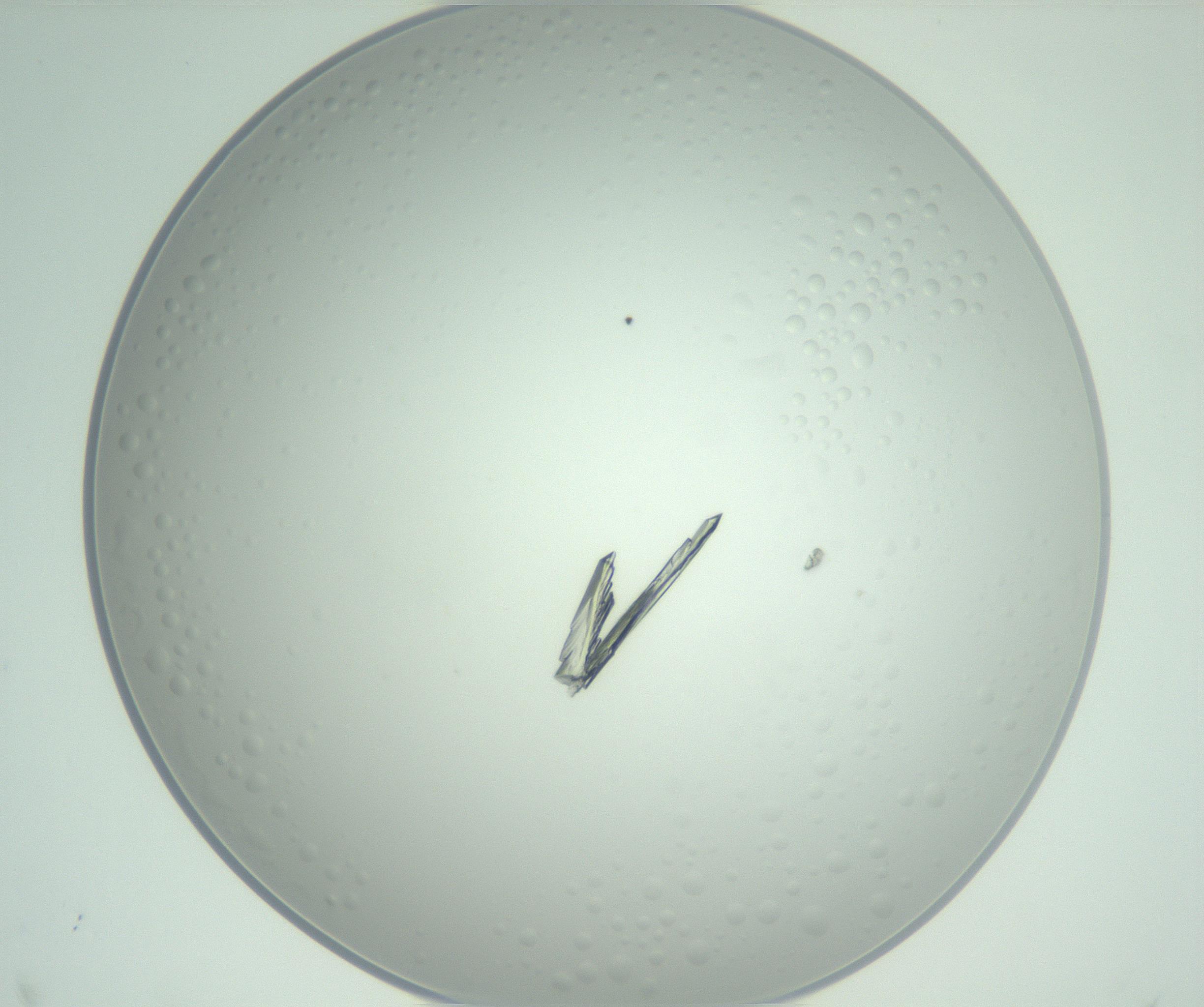 RI01_03_000_0212_Proj1_Clon1_MC_0000MC102948_002_161110_12_06_02_00_99_002_001_RAI.jpg