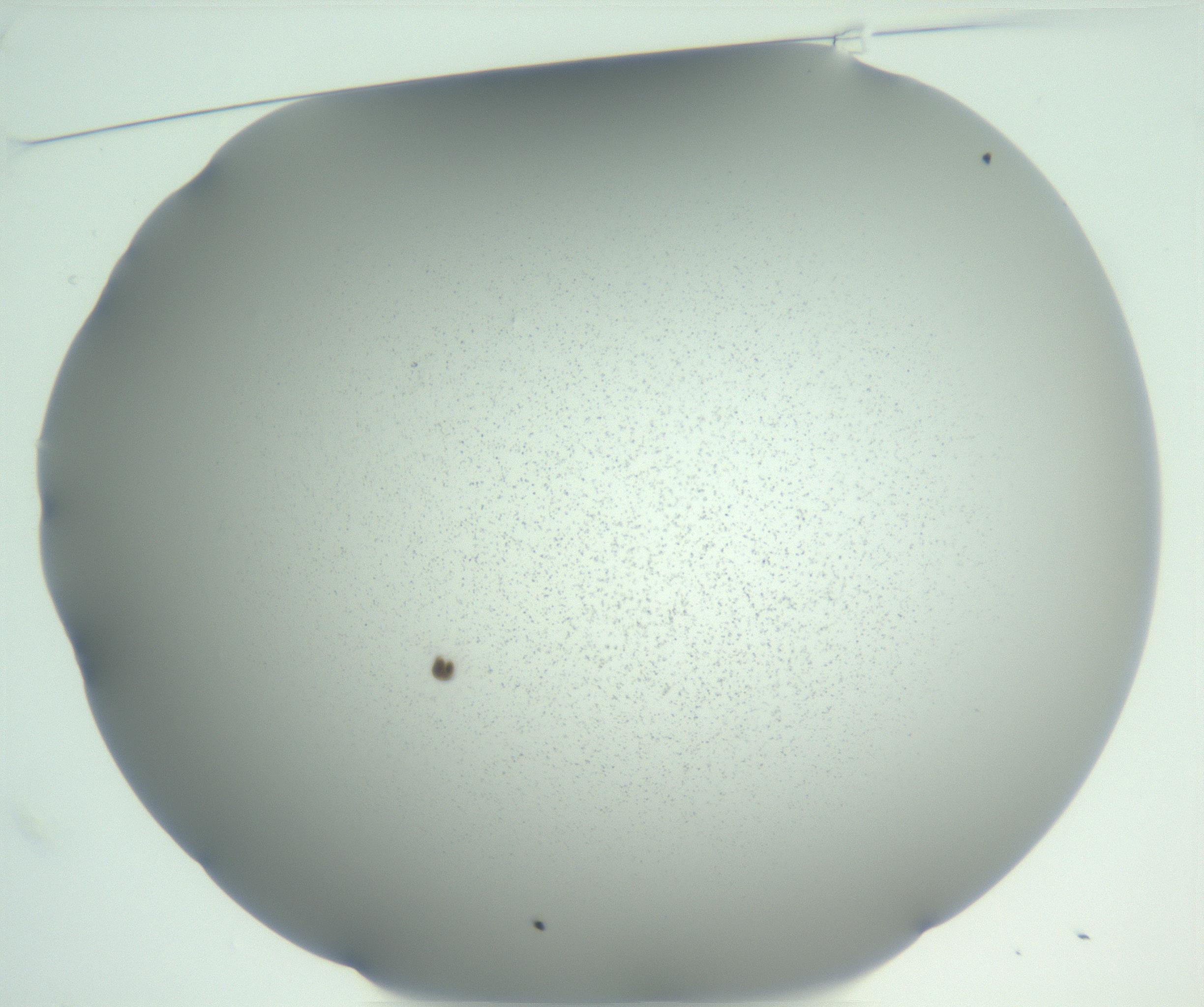 RI01_03_000_0212_Proj1_Clon1_MC_0000MC102949_002_161111_01_01_01_00_99_002_001_RAI.jpg