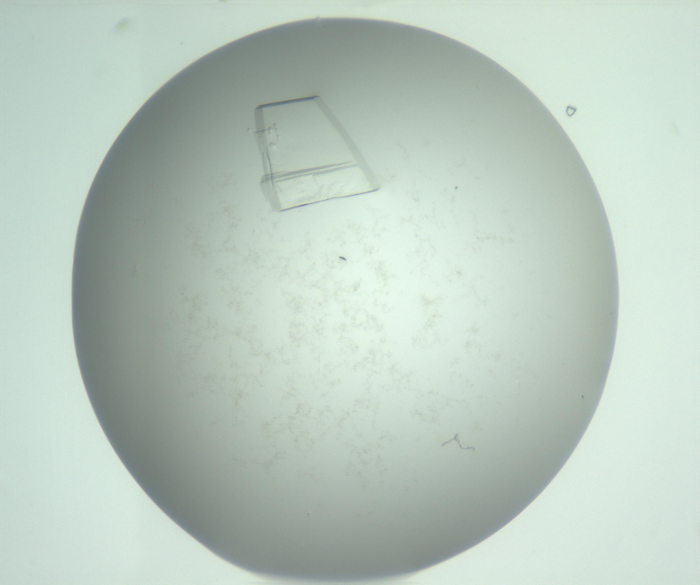 RI01_03_000_0212_Proj1_Clon1_MC_0000MC102949_010_161215_09_02_01_00_99_002_001_RAI.jpg