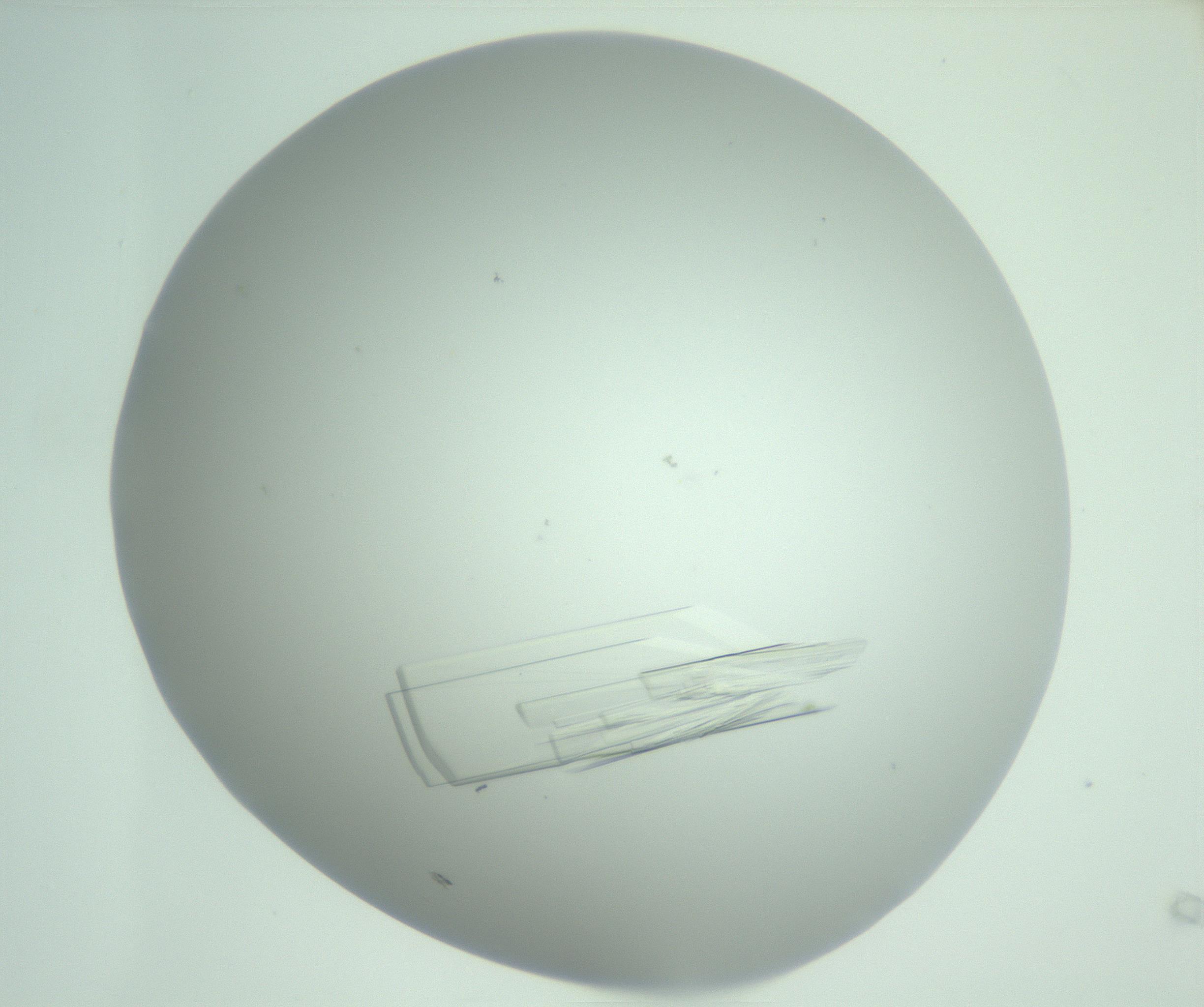 RI01_03_000_0212_Proj1_Clon1_MC_0000MC102949_010_161215_09_02_02_00_99_002_001_RAI.jpg