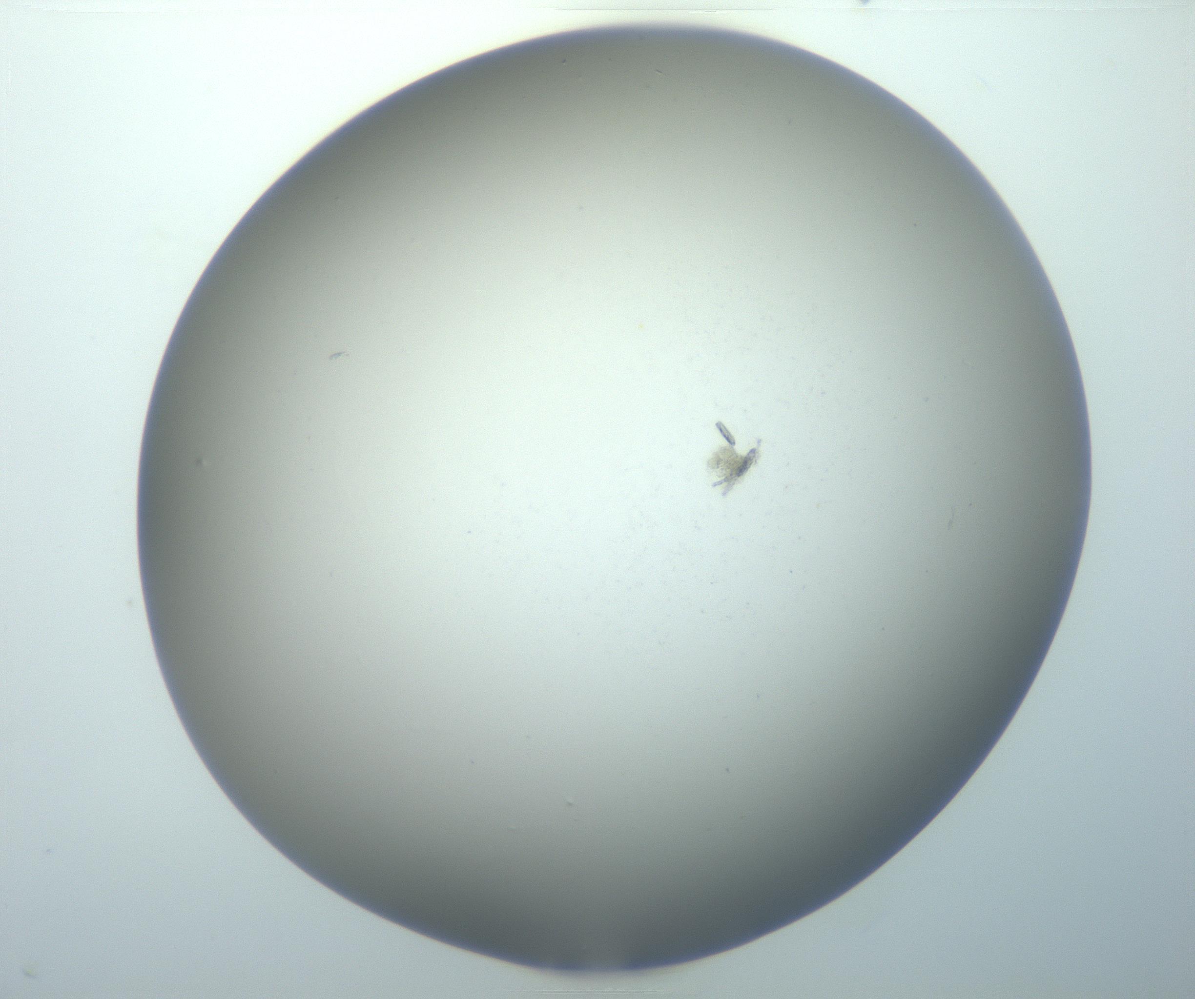 RI01_03_000_0212_Proj1_Clon1_MC_0000MC102951_005_161117_06_04_02_00_99_002_001_RAI.jpg
