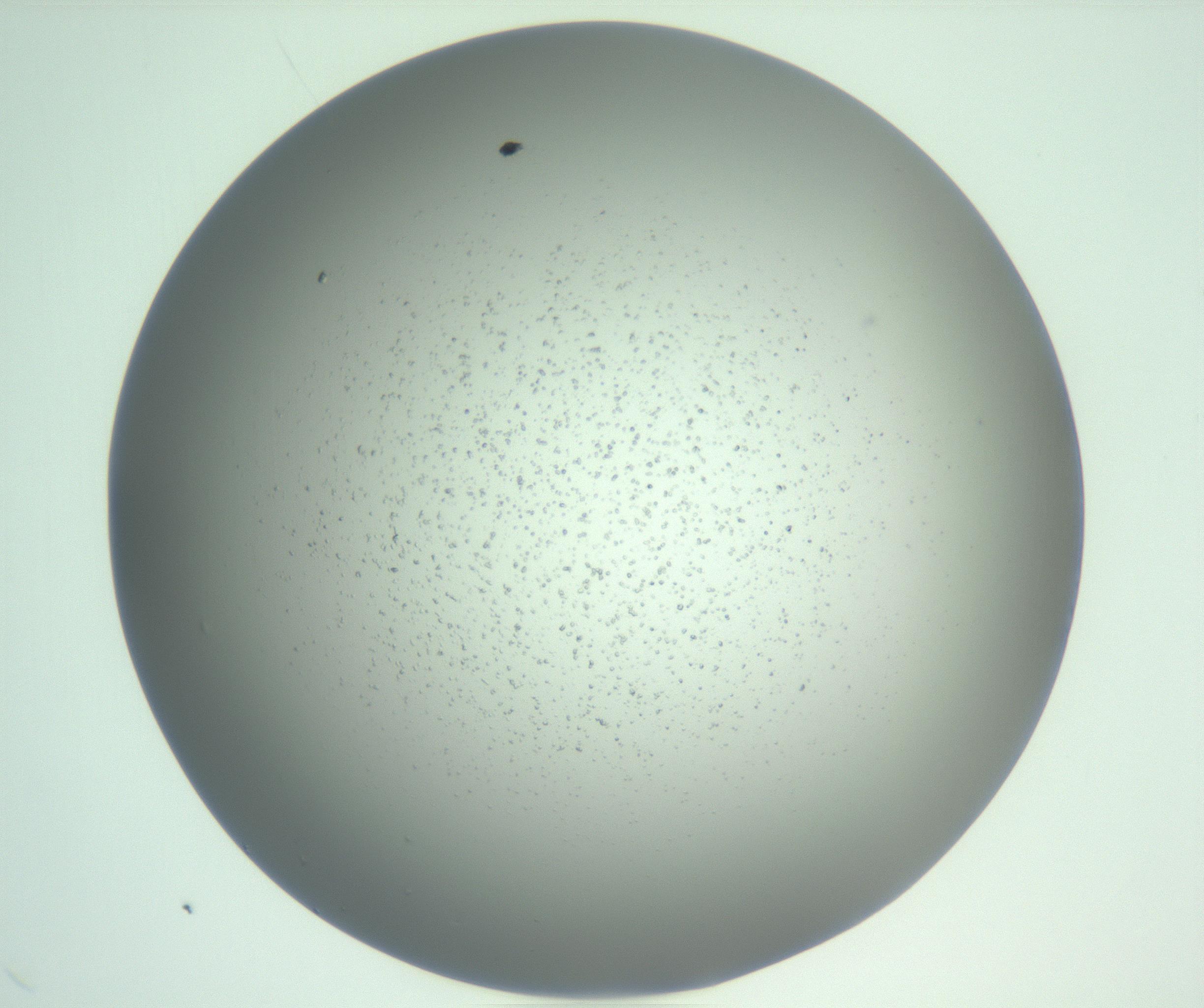 RI01_03_000_0212_Proj1_Clon1_MC_0000MC102954_010_161216_01_03_01_00_99_002_001_RAI.jpg