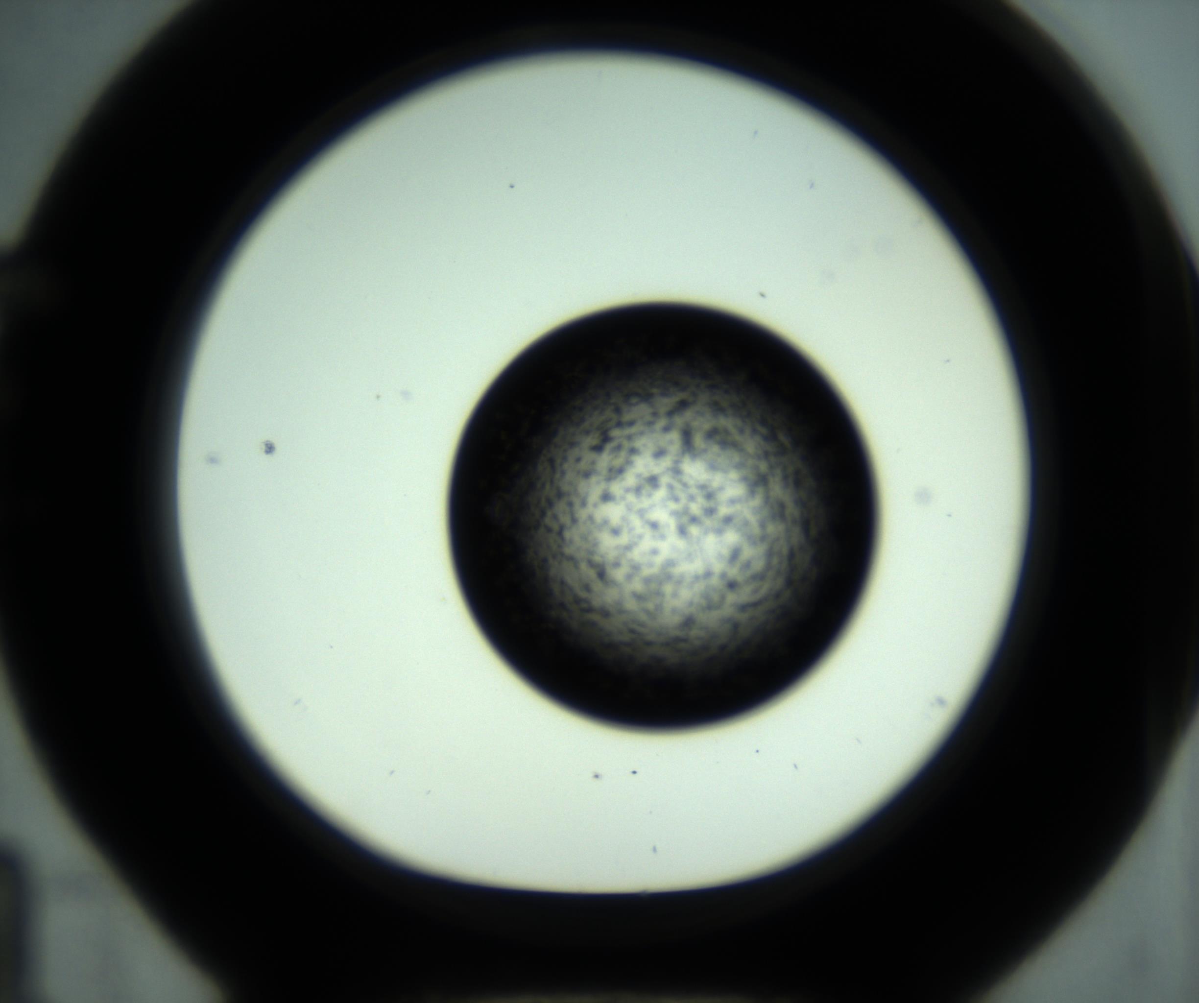 RI01_03_000_0212_Proj1_Clon1_MC_0000MC102955_001_161110_04_05_01_00_98_002_001_RAI.jpg