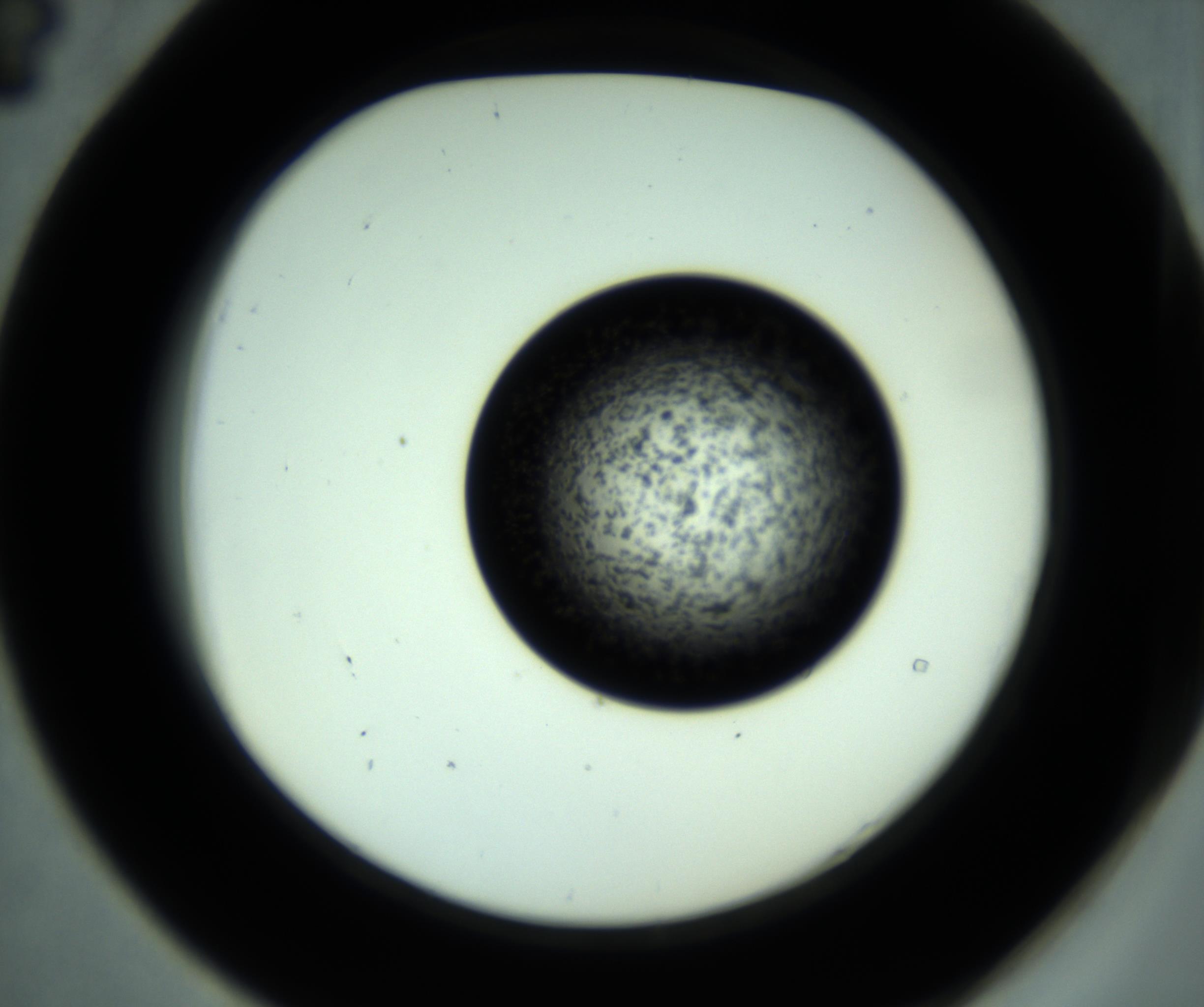 RI01_03_000_0212_Proj1_Clon1_MC_0000MC102955_001_161110_04_05_02_00_98_002_001_RAI.jpg