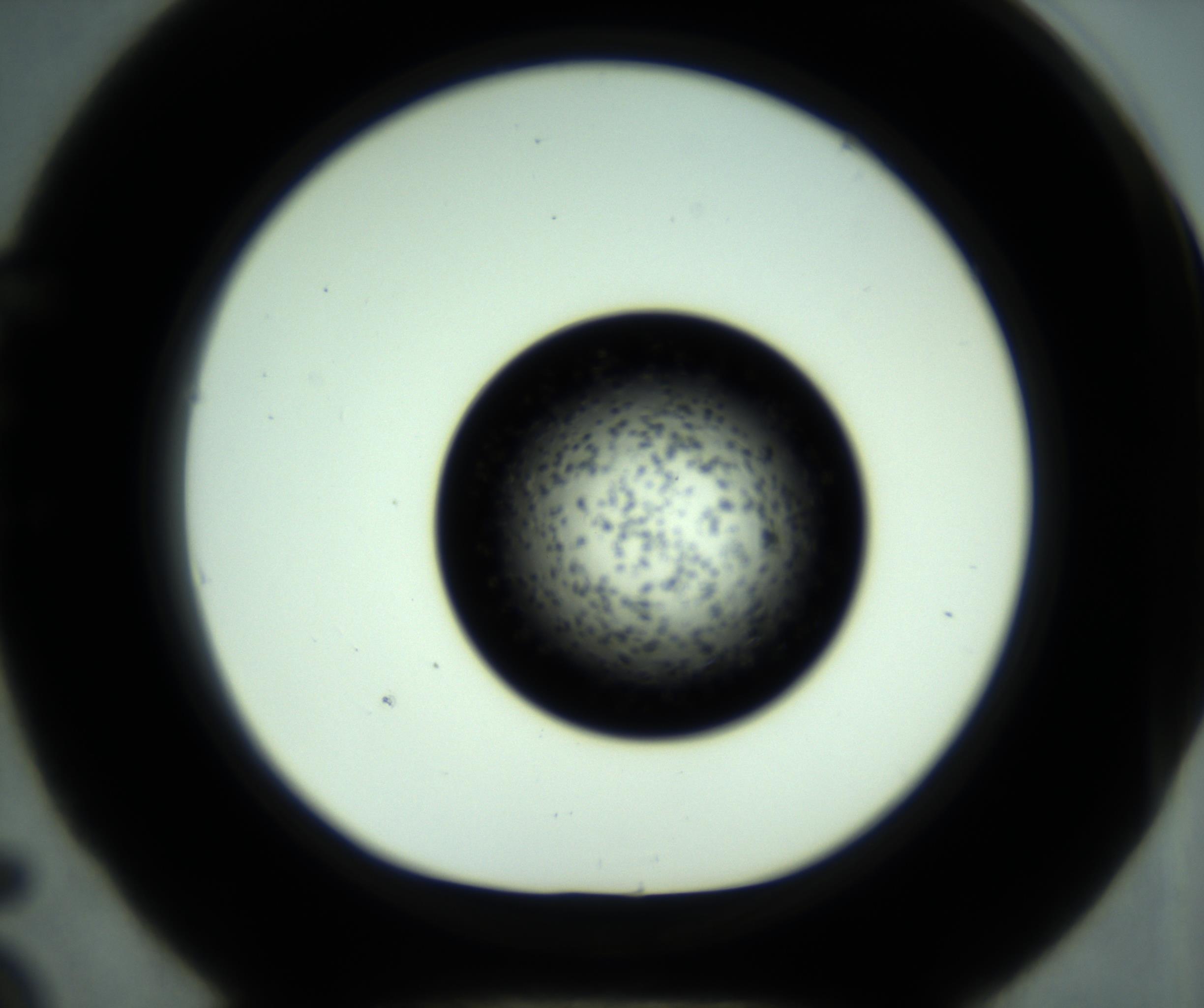 RI01_03_000_0212_Proj1_Clon1_MC_0000MC102955_001_161110_05_05_01_00_98_002_001_RAI.jpg