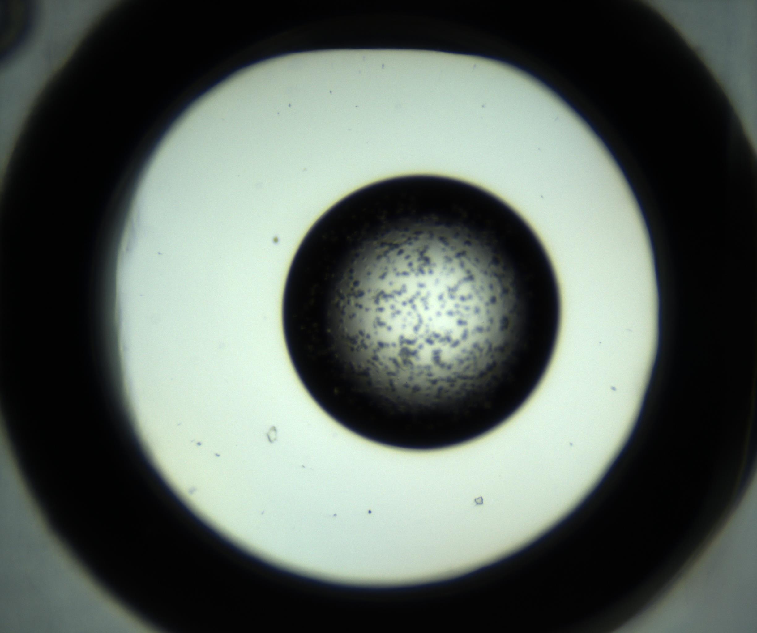 RI01_03_000_0212_Proj1_Clon1_MC_0000MC102955_001_161110_05_05_02_00_98_002_001_RAI.jpg