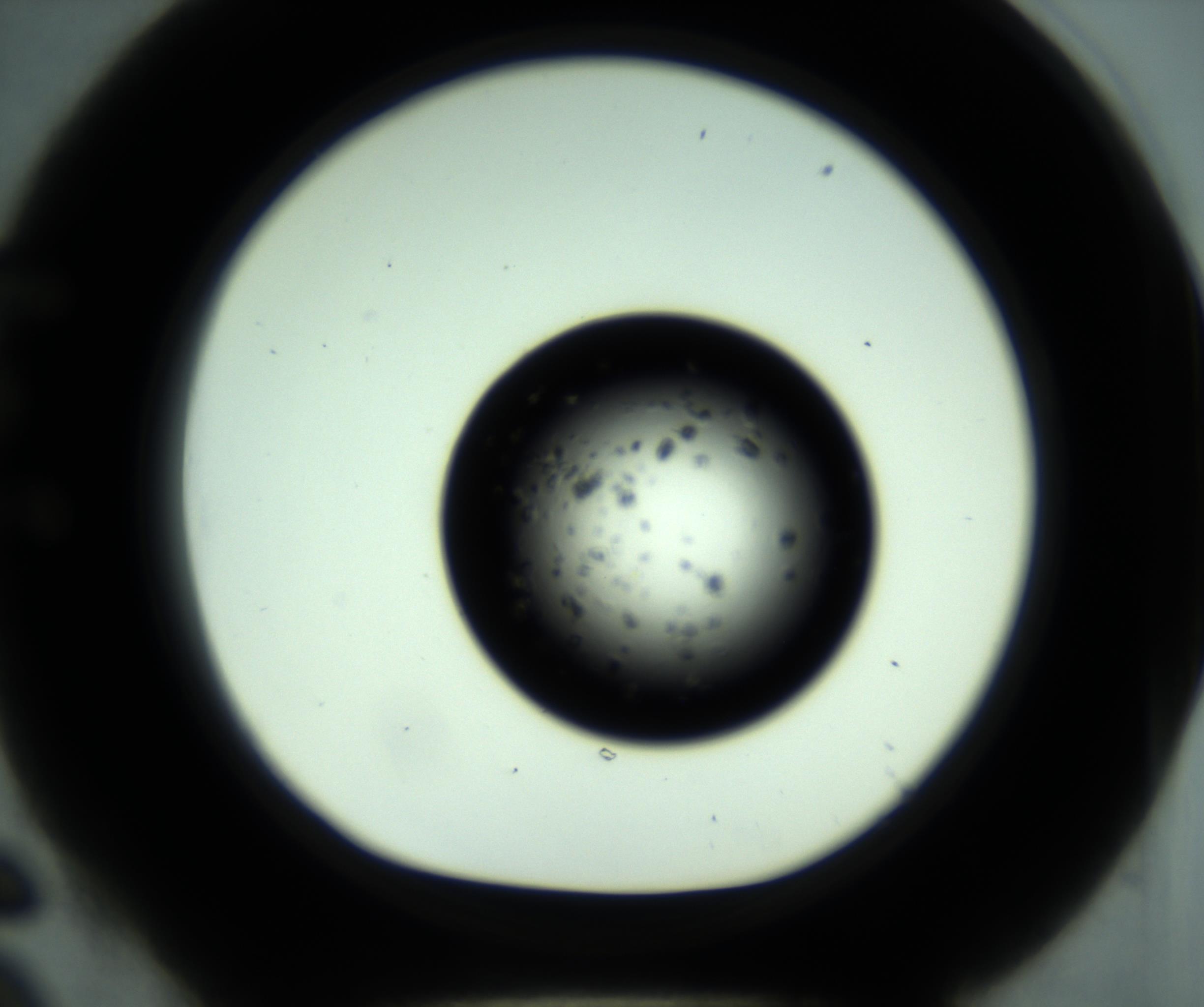 RI01_03_000_0212_Proj1_Clon1_MC_0000MC102955_001_161110_06_05_01_00_98_002_001_RAI.jpg