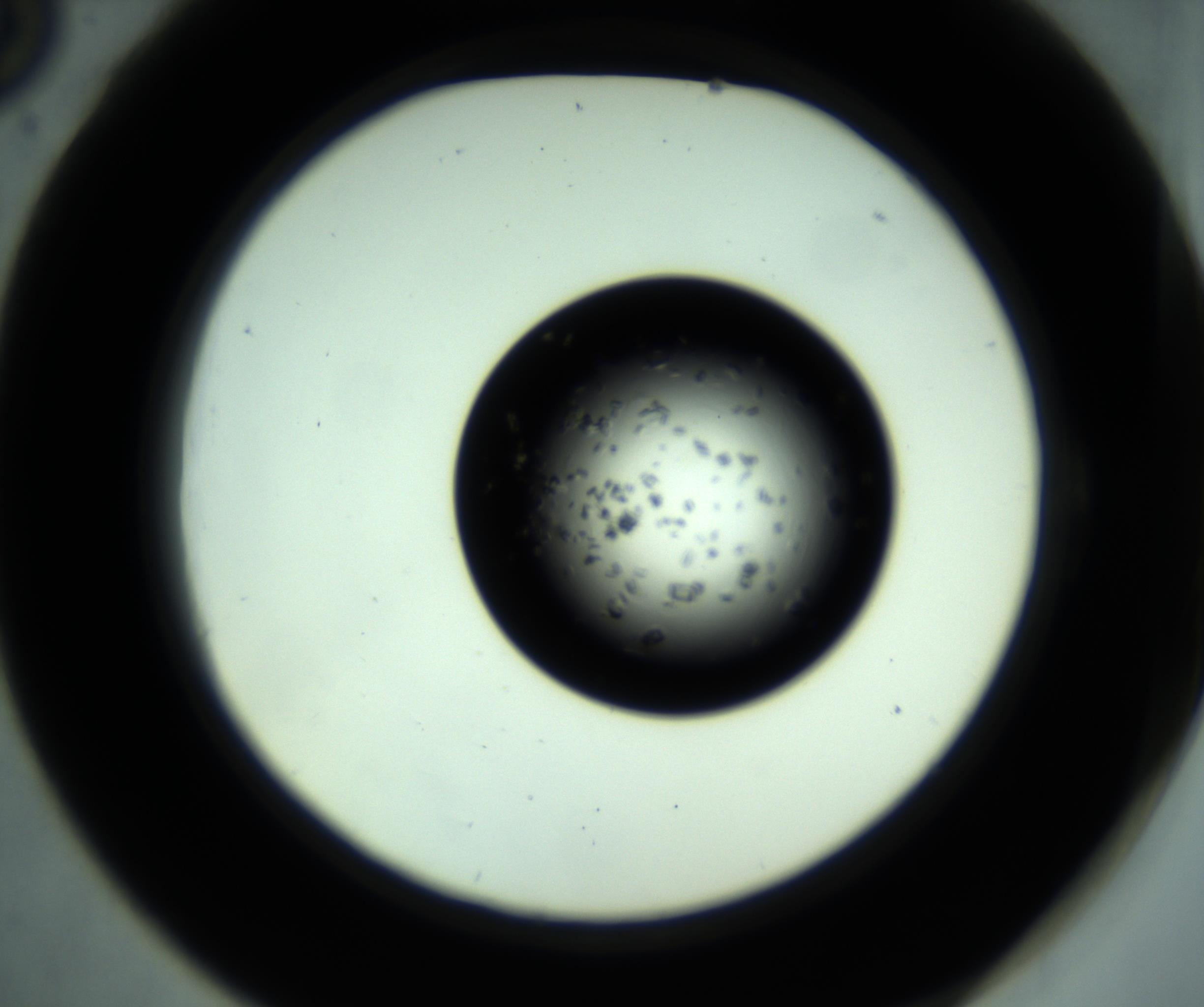 RI01_03_000_0212_Proj1_Clon1_MC_0000MC102955_001_161110_06_05_02_00_98_002_001_RAI.jpg