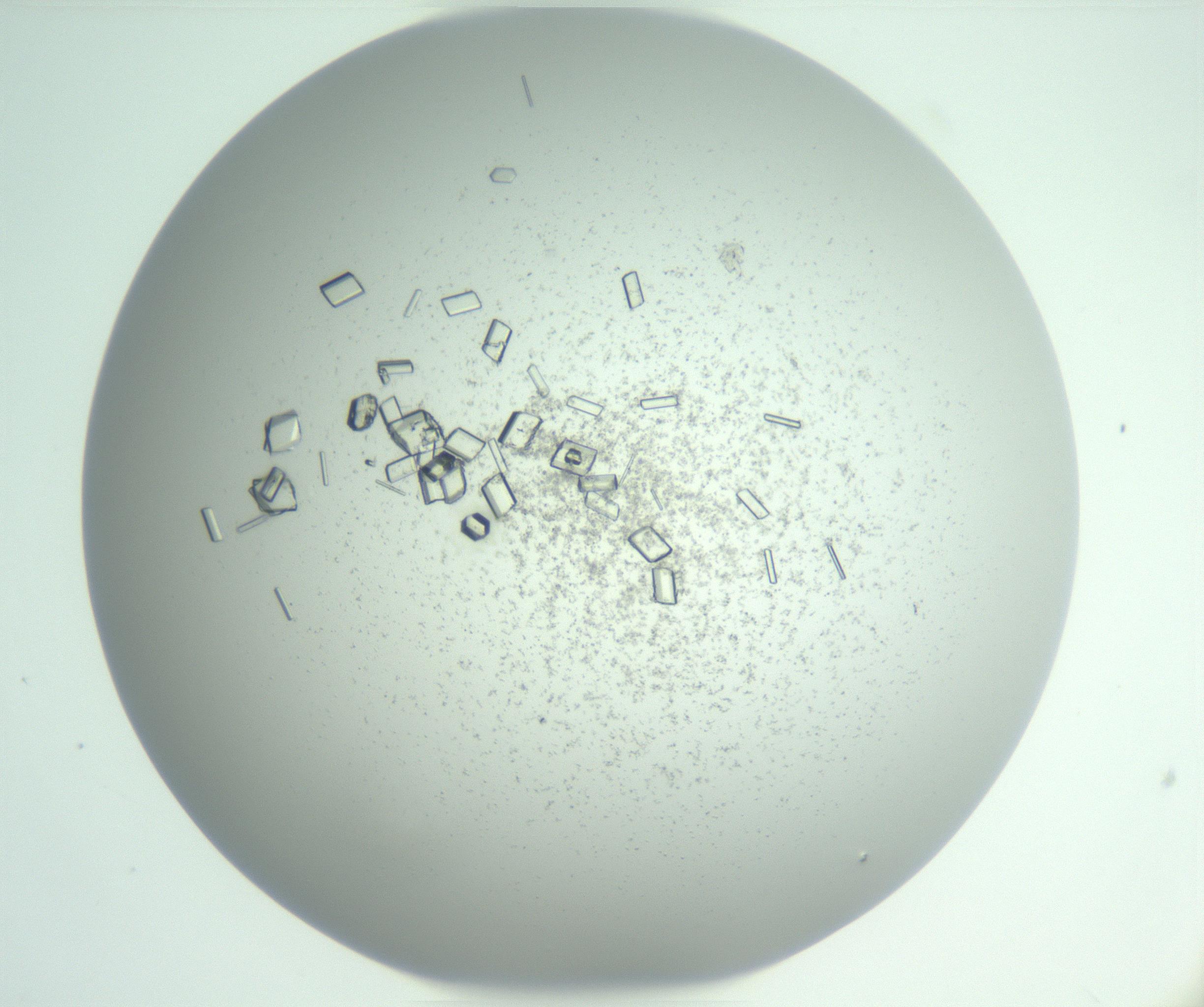 RI01_03_000_0212_Proj1_Clon1_MC_0000MC102955_003_161113_04_06_01_00_99_002_001_RAI.jpg