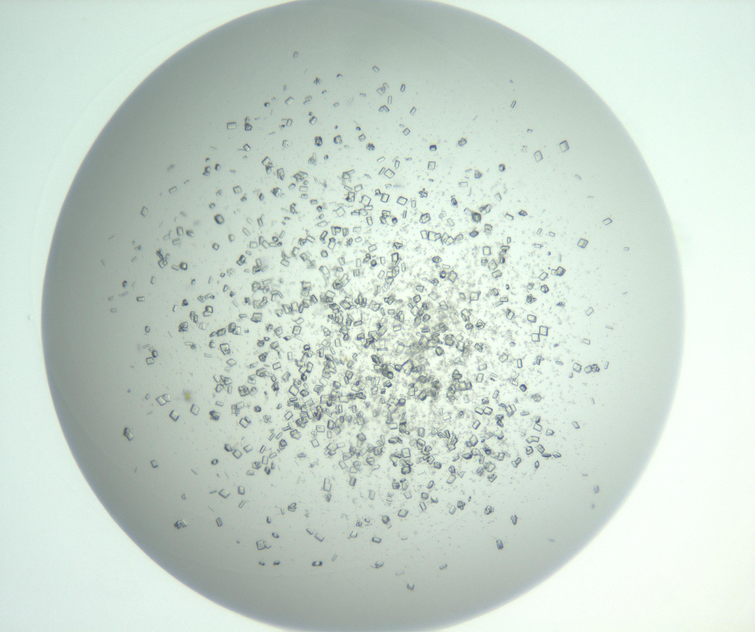 RI01_03_000_0212_Proj1_Clon1_MC_0000MC102955_003_161113_05_06_01_00_99_002_001_RAI.jpg