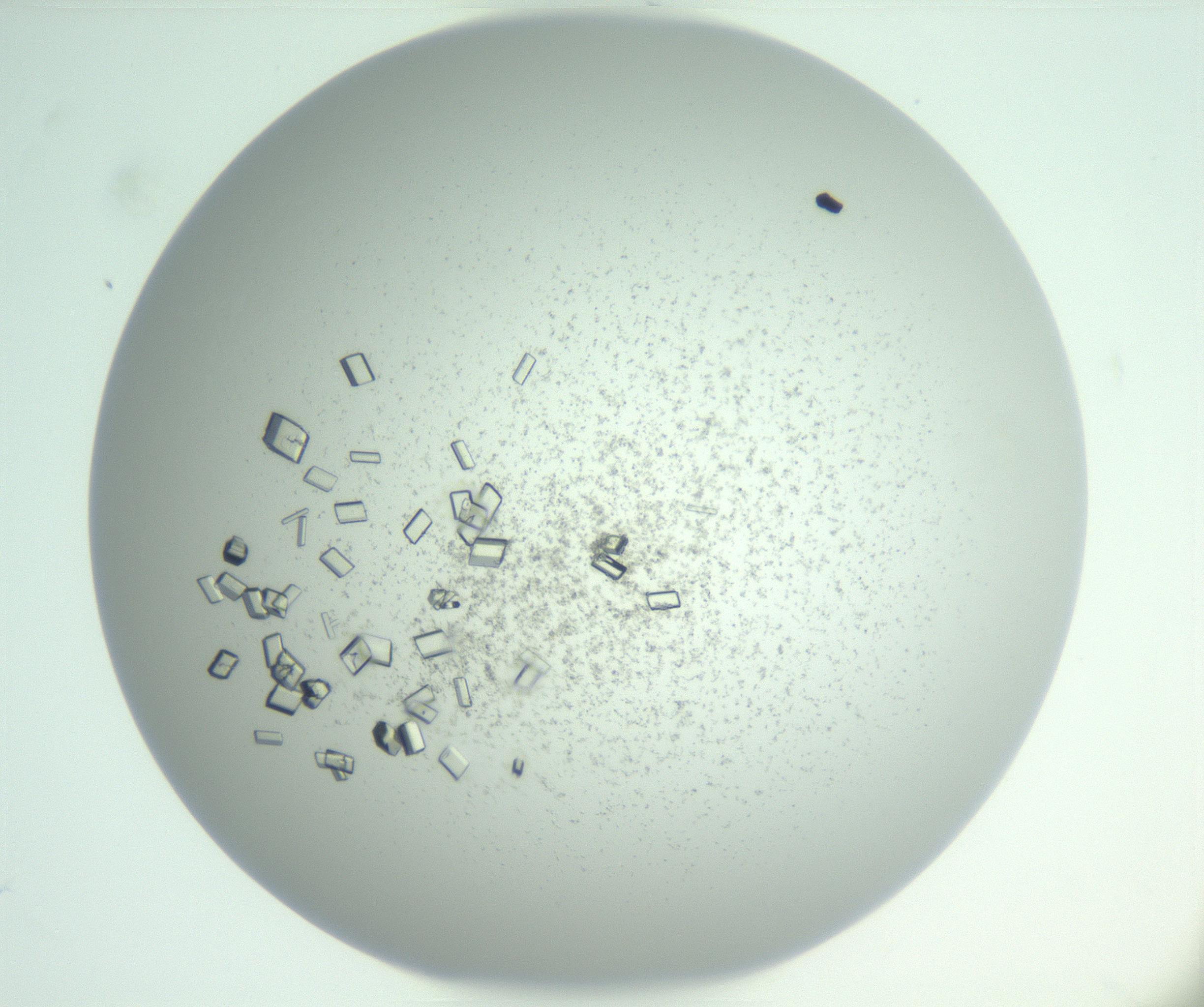 RI01_03_000_0212_Proj1_Clon1_MC_0000MC102955_003_161113_06_06_01_00_99_002_001_RAI.jpg