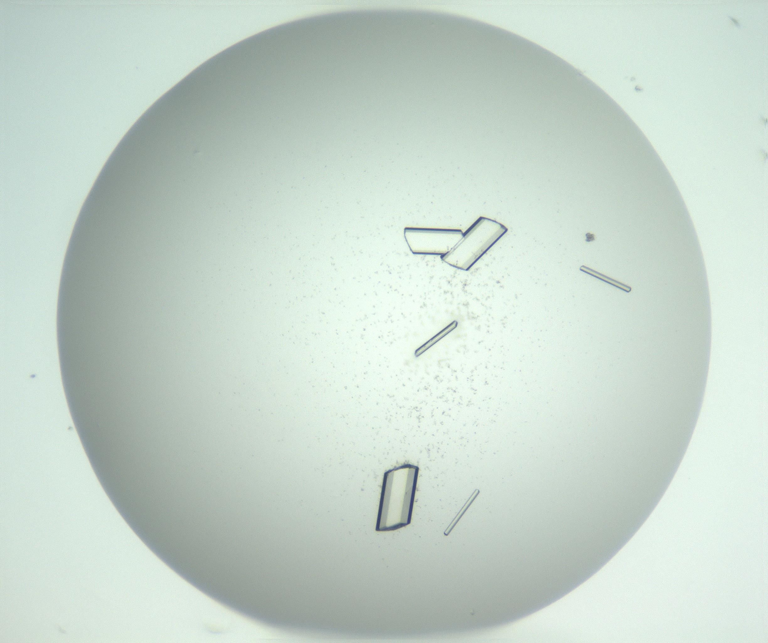 RI01_03_000_0212_Proj1_Clon1_MC_0000MC102955_003_161113_06_06_02_00_99_002_001_RAI.jpg