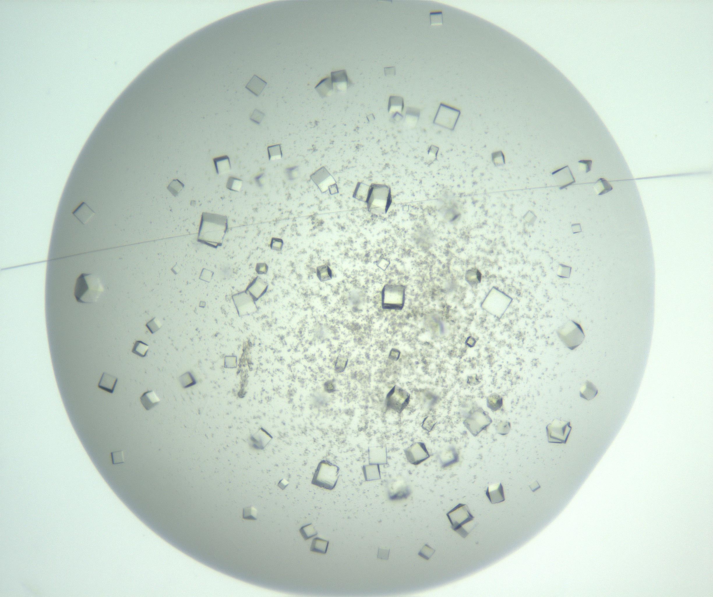 RI01_03_000_0212_Proj1_Clon1_MC_0000MC102955_007_161125_02_01_01_00_99_002_001_RAI.jpg