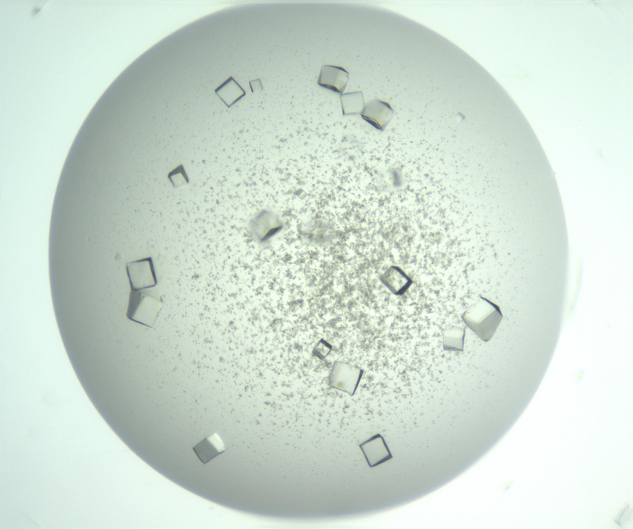 RI01_03_000_0212_Proj1_Clon1_MC_0000MC102955_007_161125_04_01_01_00_99_002_001_RAI.jpg