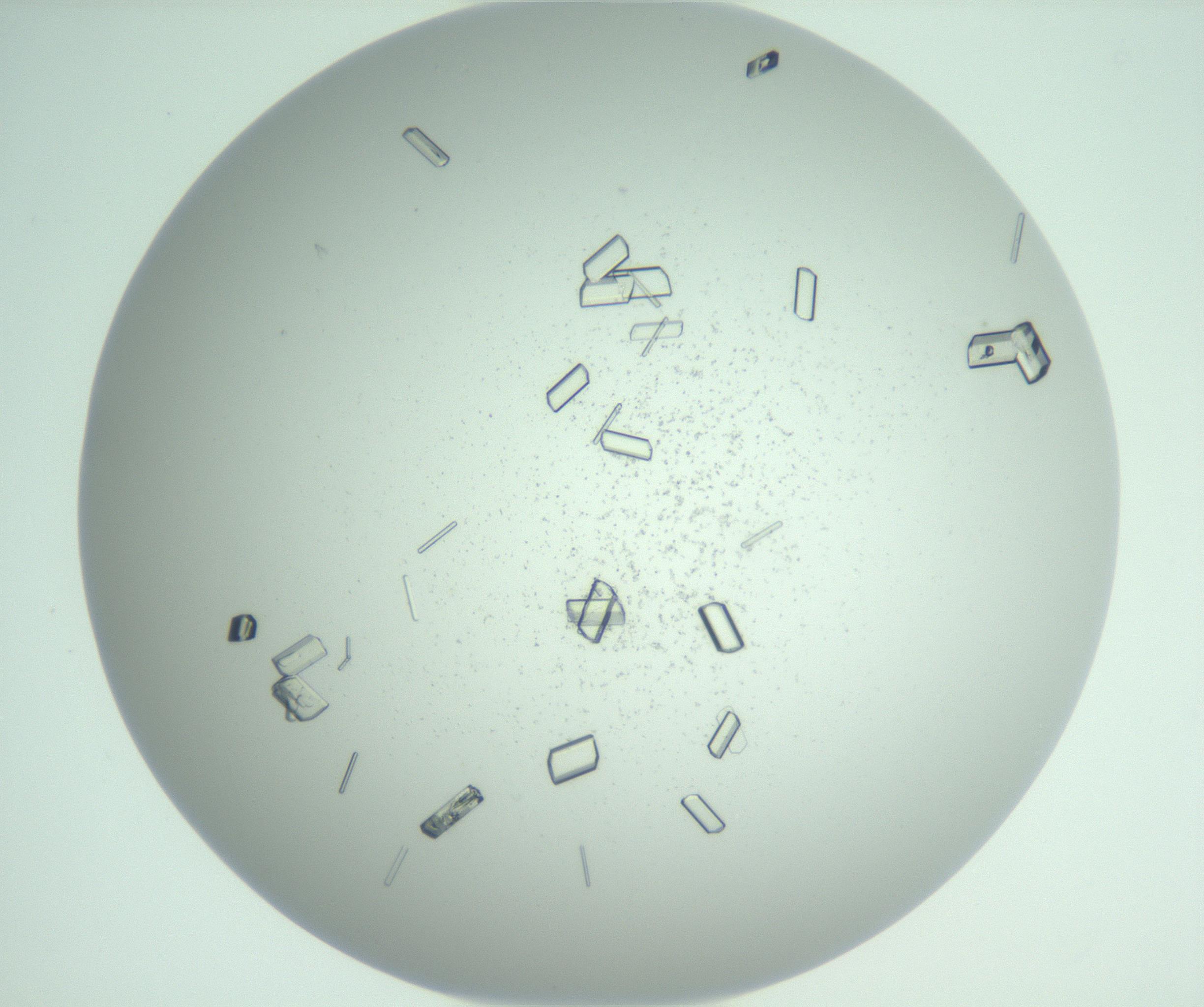 RI01_03_000_0212_Proj1_Clon1_MC_0000MC102955_007_161125_04_06_02_00_99_002_001_RAI.jpg