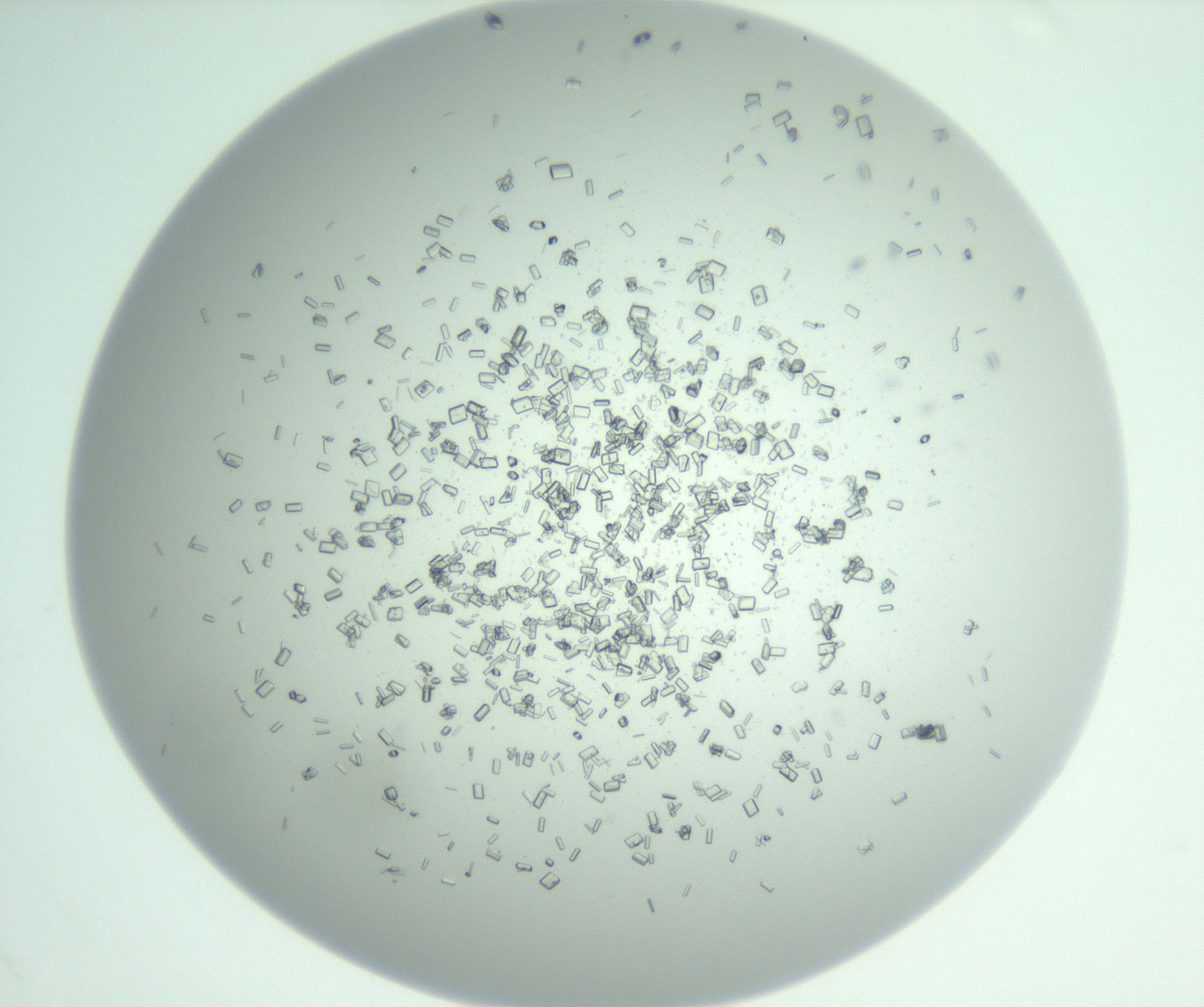 RI01_03_000_0212_Proj1_Clon1_MC_0000MC102955_007_161125_05_06_02_00_99_002_001_RAI.jpg