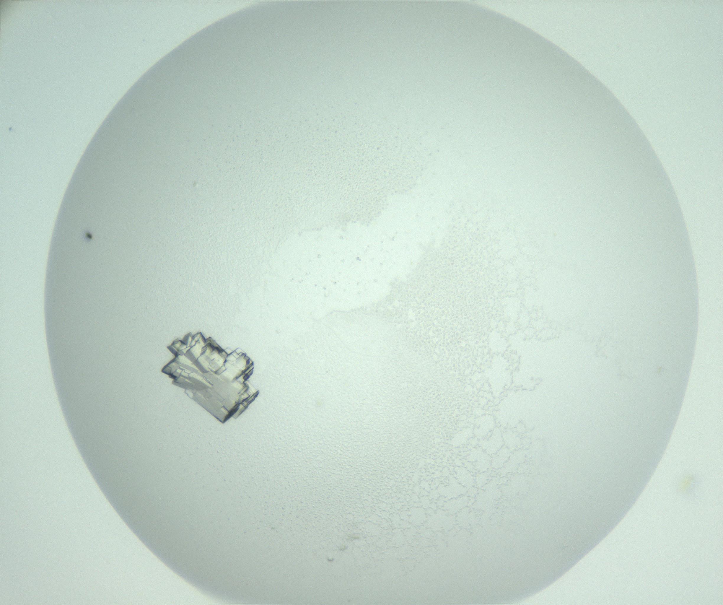 RI01_03_000_0212_Proj1_Clon1_MC_0000MC102955_007_161125_06_07_02_00_99_002_001_RAI.jpg
