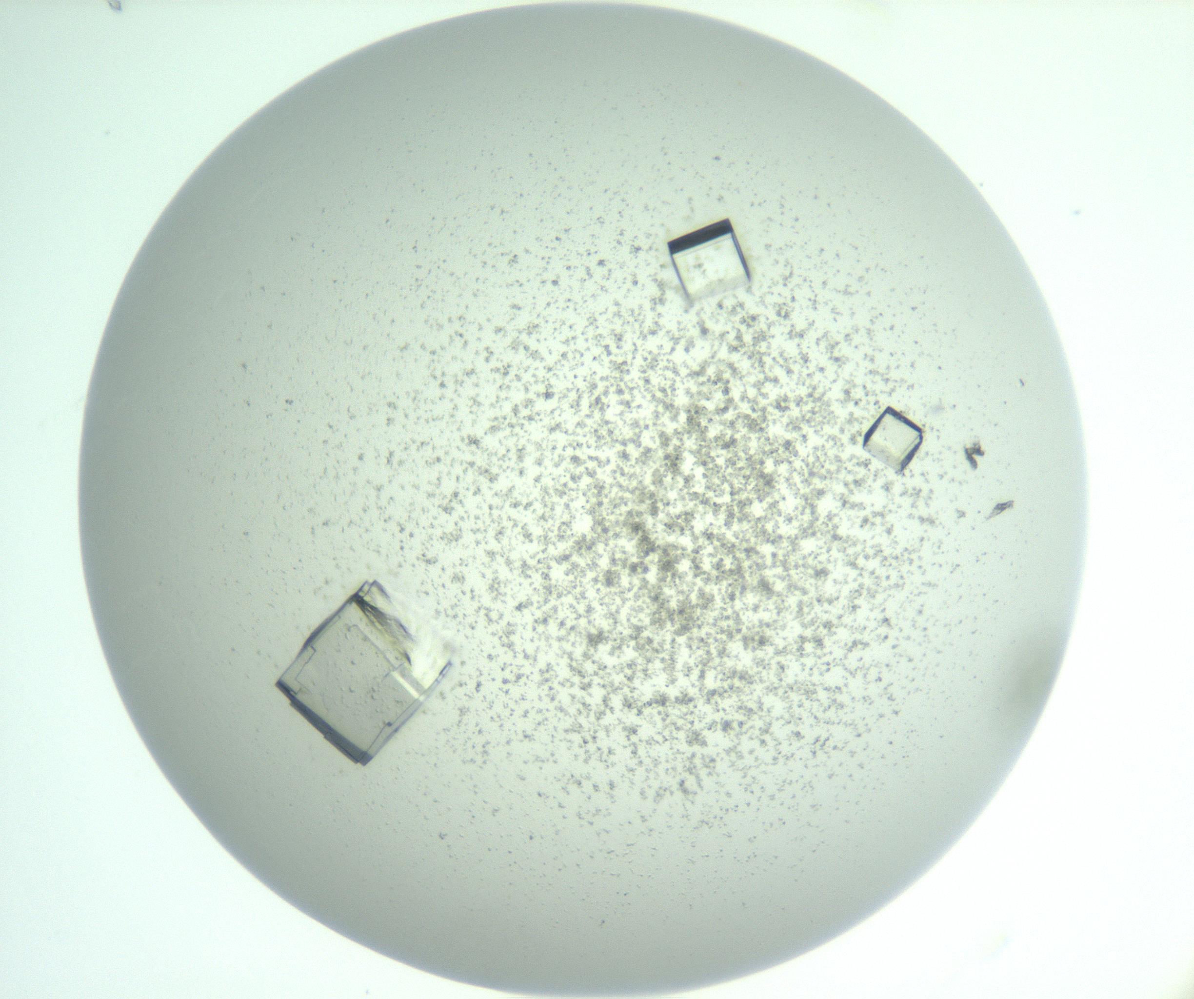 RI01_03_000_0212_Proj1_Clon1_MC_0000MC102955_007_161125_08_03_01_00_99_002_001_RAI.jpg