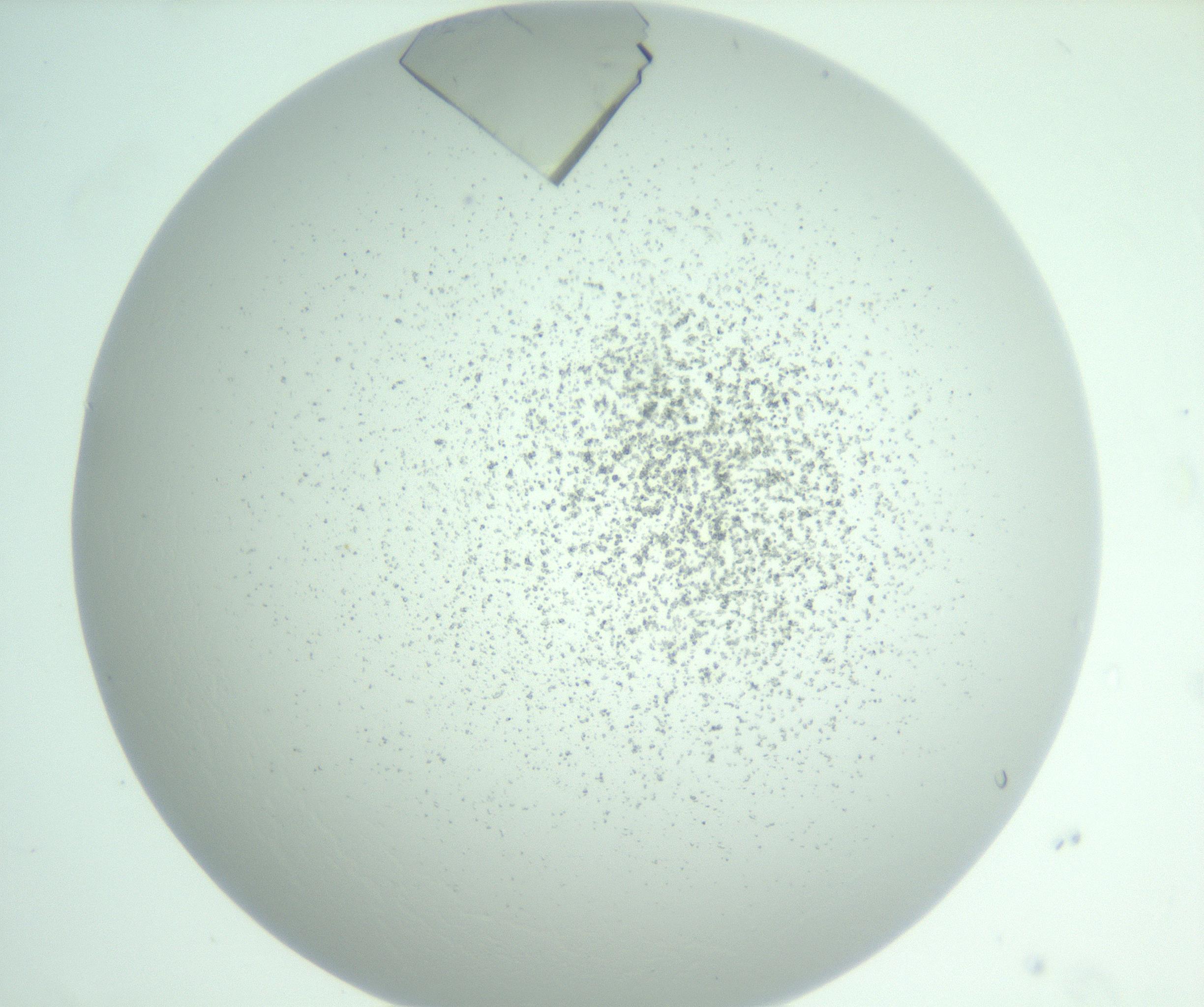 RI01_03_000_0212_Proj1_Clon1_MC_0000MC102955_007_161125_08_07_01_00_99_002_001_RAI.jpg