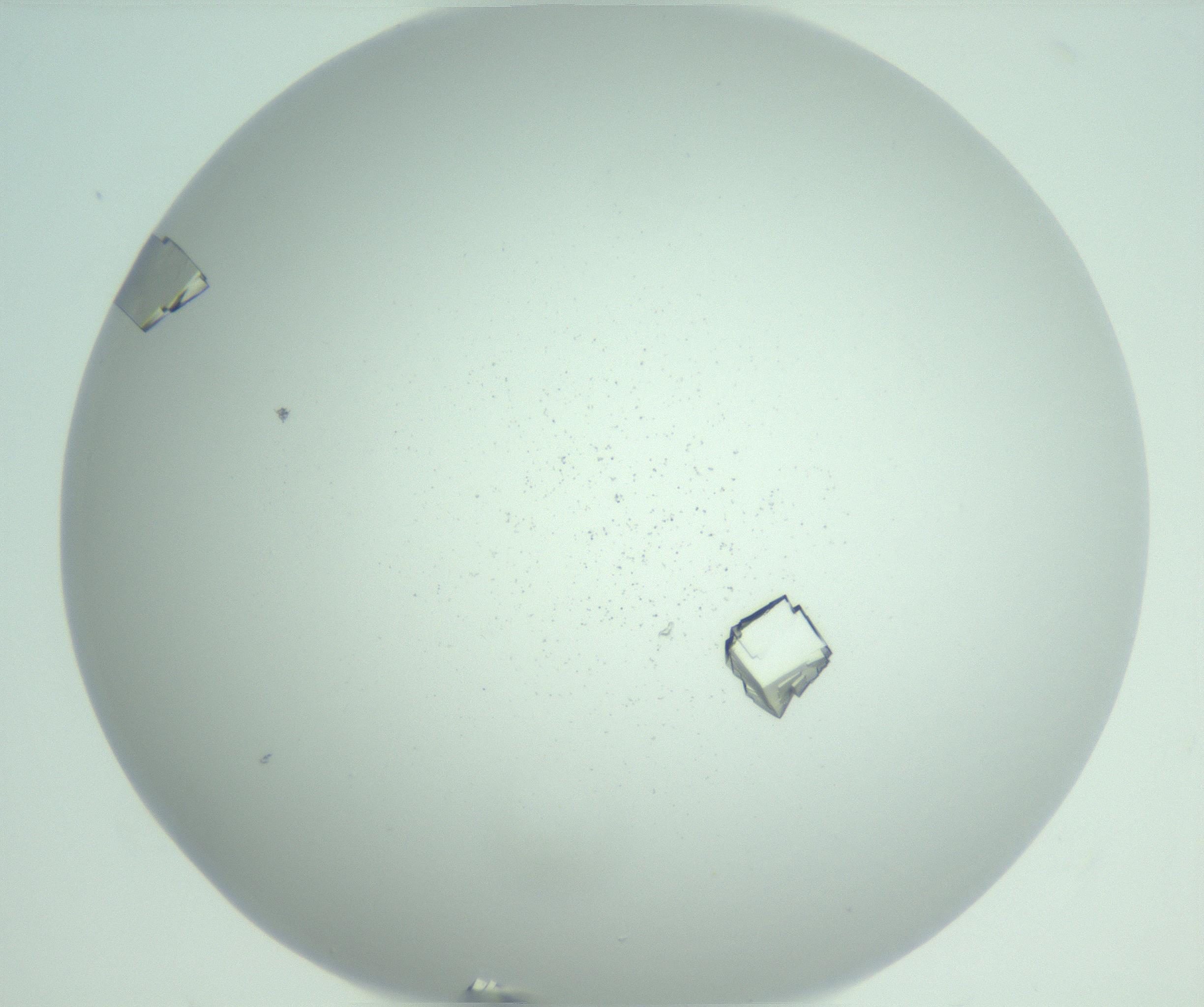 RI01_03_000_0212_Proj1_Clon1_MC_0000MC102955_007_161125_08_07_02_00_99_002_001_RAI.jpg