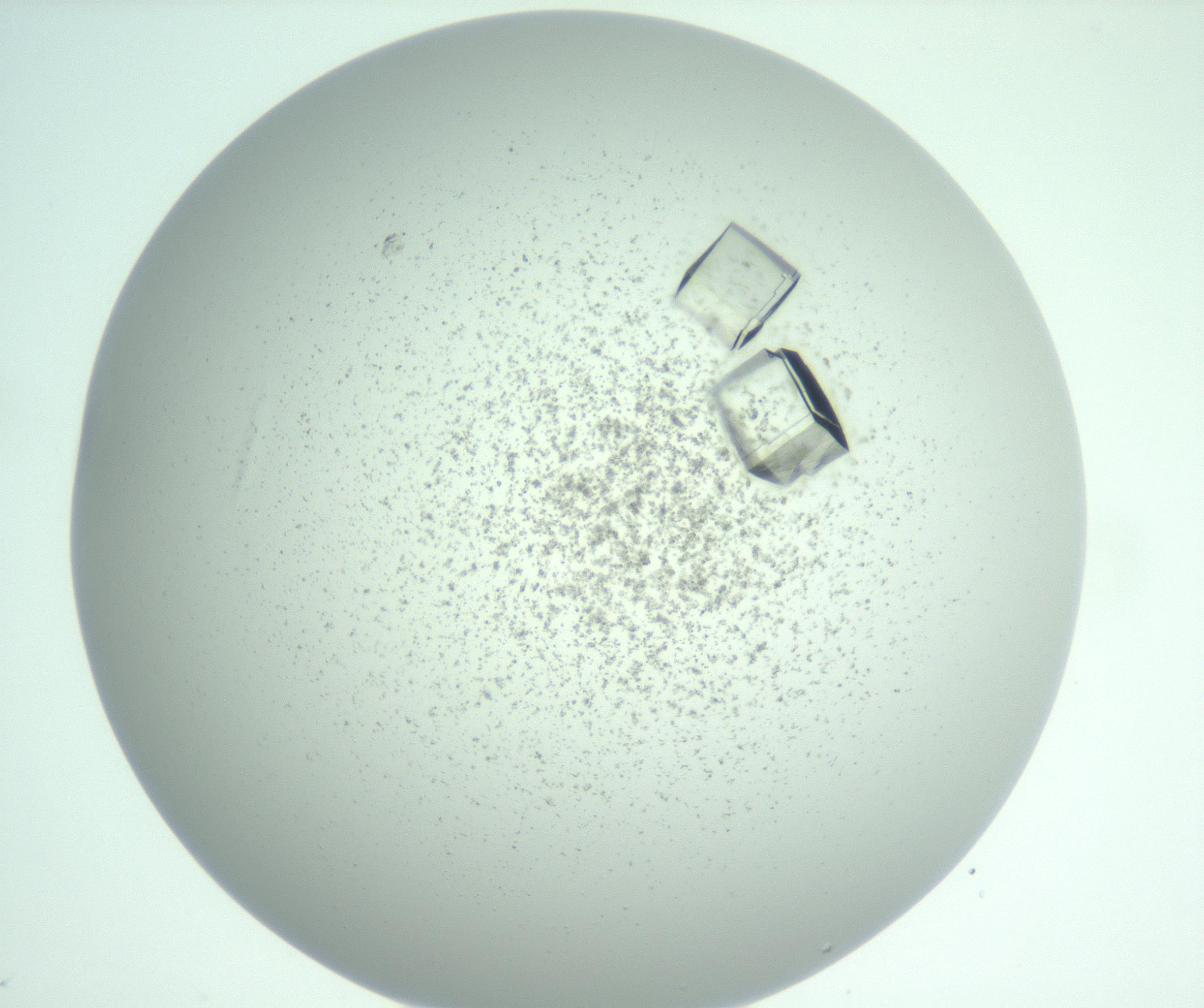RI01_03_000_0212_Proj1_Clon1_MC_0000MC102955_007_161125_10_07_01_00_99_002_001_RAI.jpg