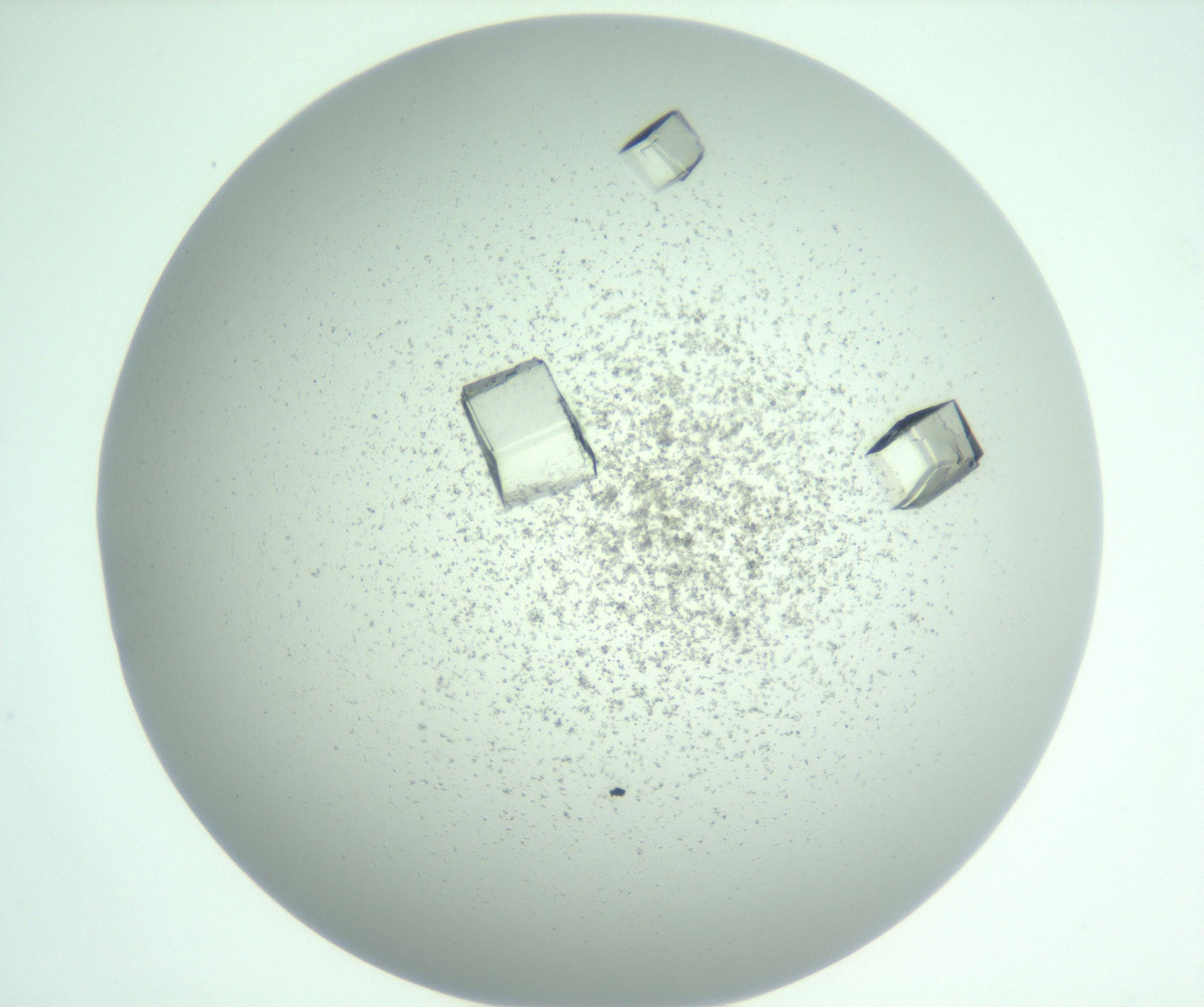 RI01_03_000_0212_Proj1_Clon1_MC_0000MC102955_007_161125_11_07_01_00_99_002_001_RAI.jpg